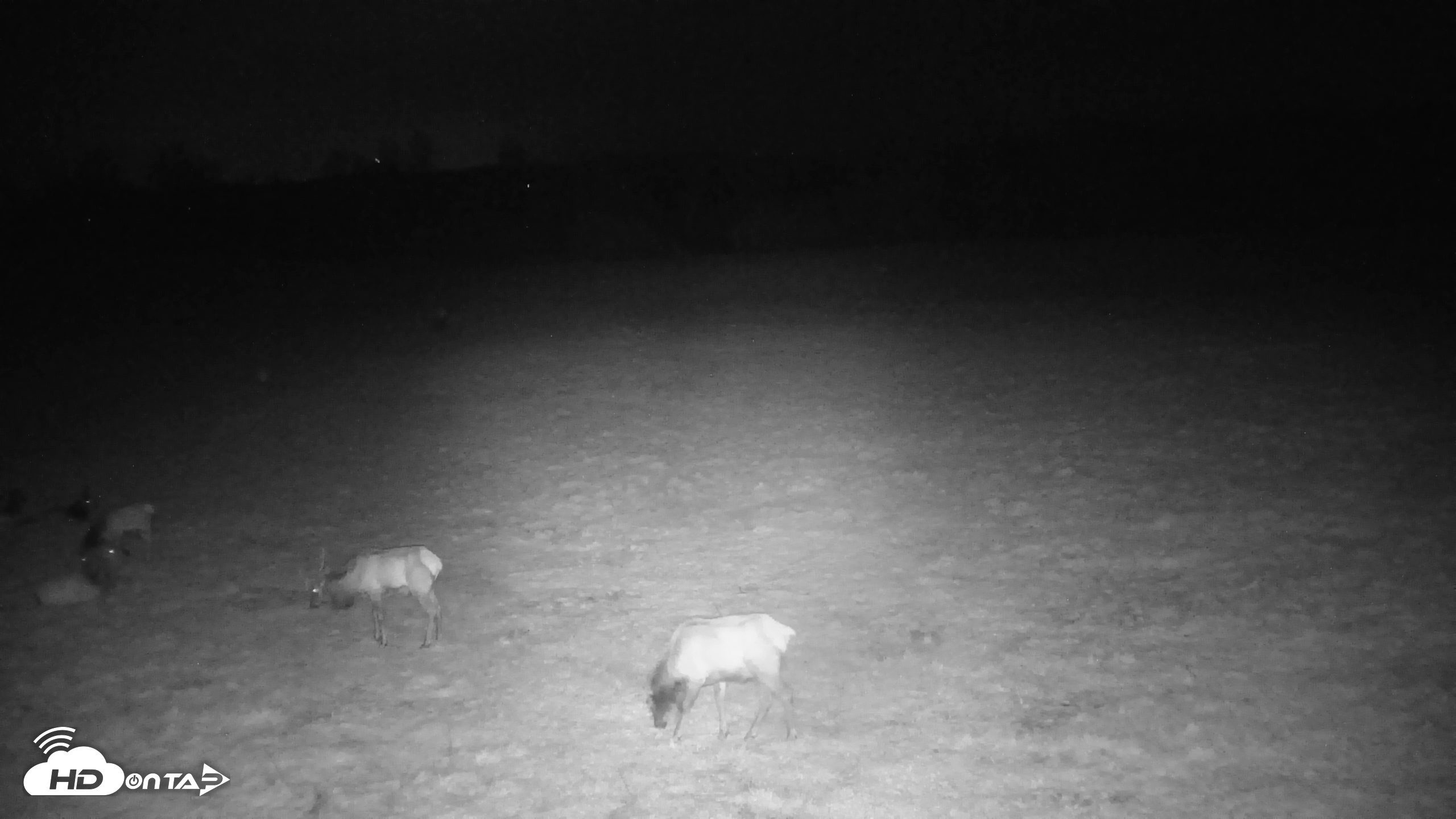 Snapshot of Tennessee Elk Live Webcam taken Mar 21, 2026, 5:09am EDT