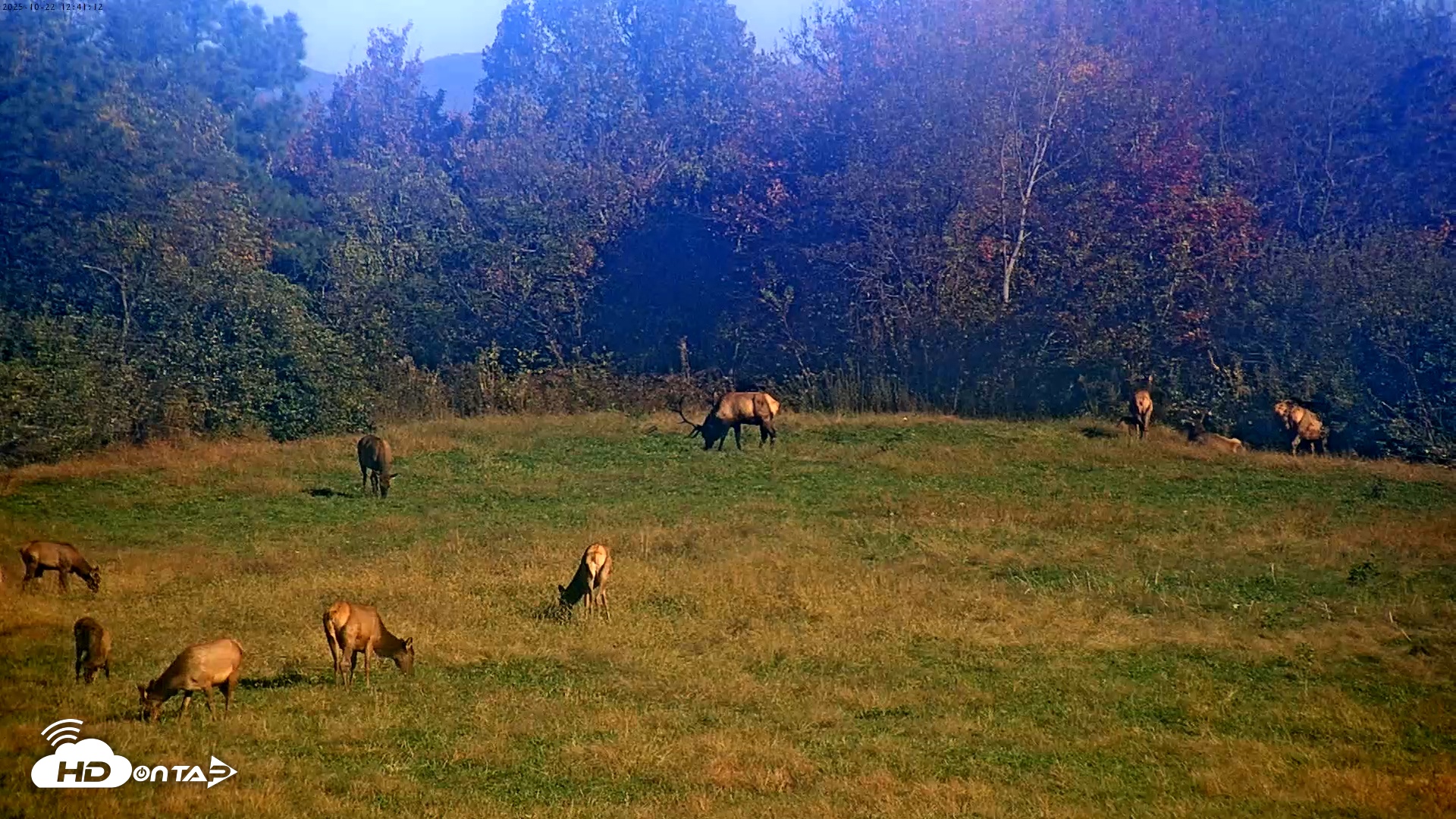 Snapshot of Tennessee Elk Live Webcam taken Oct 22, 2025, 10:17am EDT