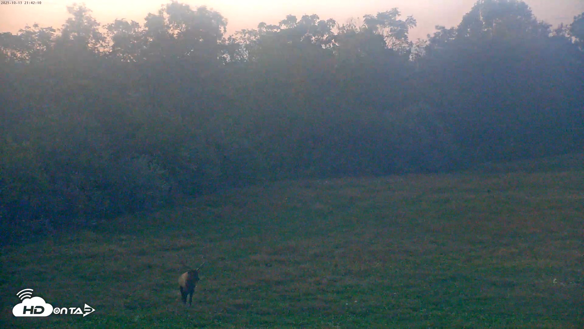 Snapshot of Tennessee Elk Live Webcam taken Oct 13, 2025, 7:18pm EDT