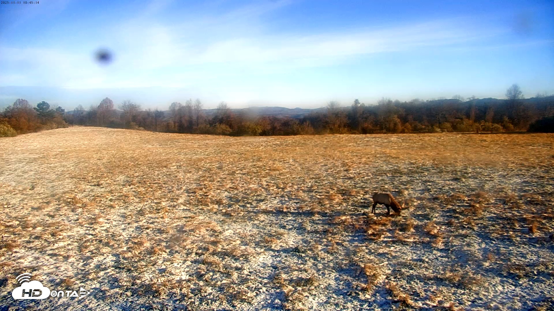 Snapshot of Tennessee Elk Live Webcam taken Nov 11, 2025, 8:21am EST