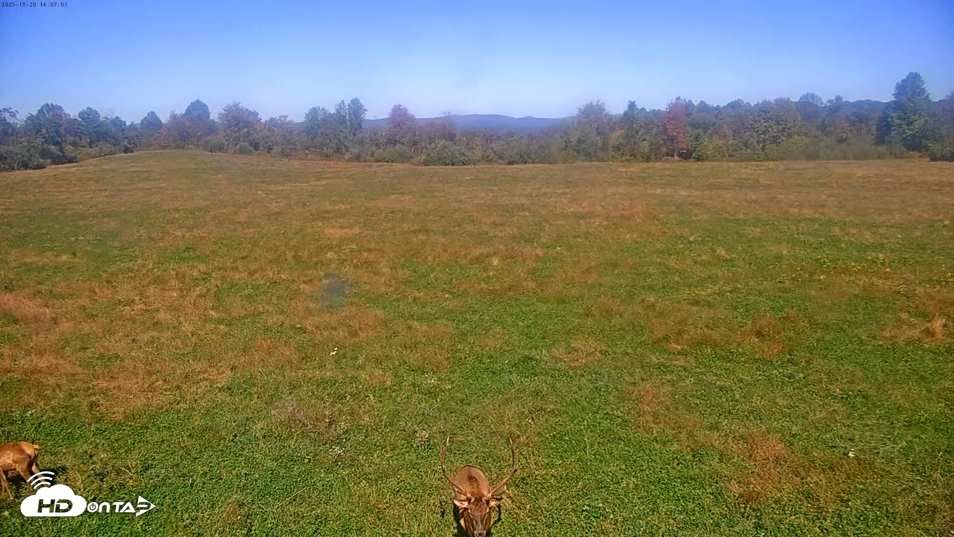 Snapshot of Tennessee Elk Live Webcam taken Oct 20, 2025, 1:43pm EDT