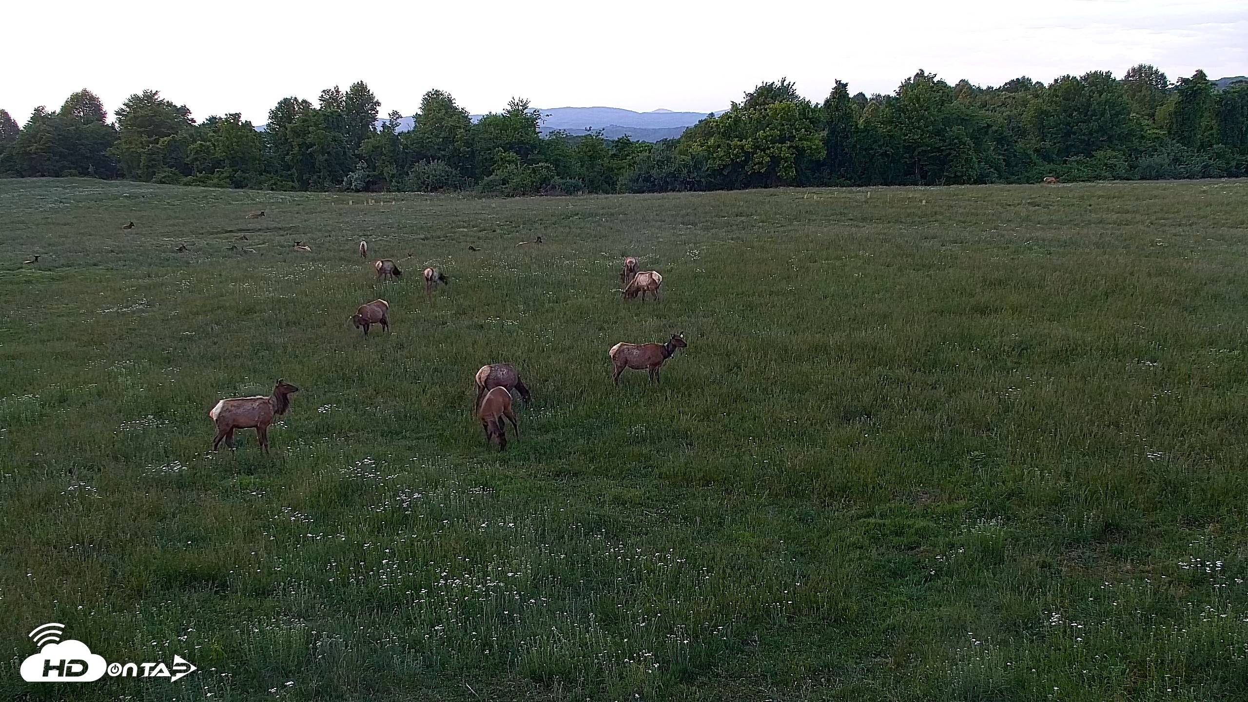 Snapshot of Tennessee Elk Live Webcam taken May 13, 2026, 8:30pm EDT