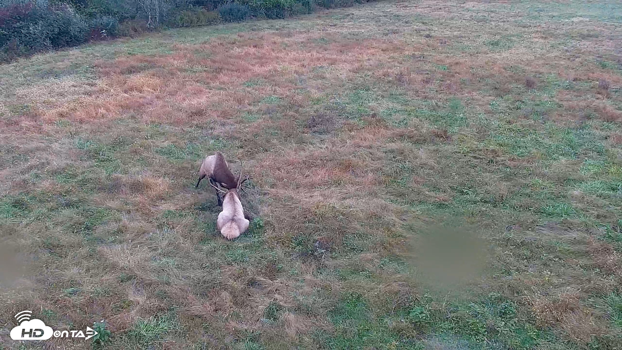 Snapshot of Tennessee Elk Live Webcam taken Oct 17, 2026, 8:57am EDT