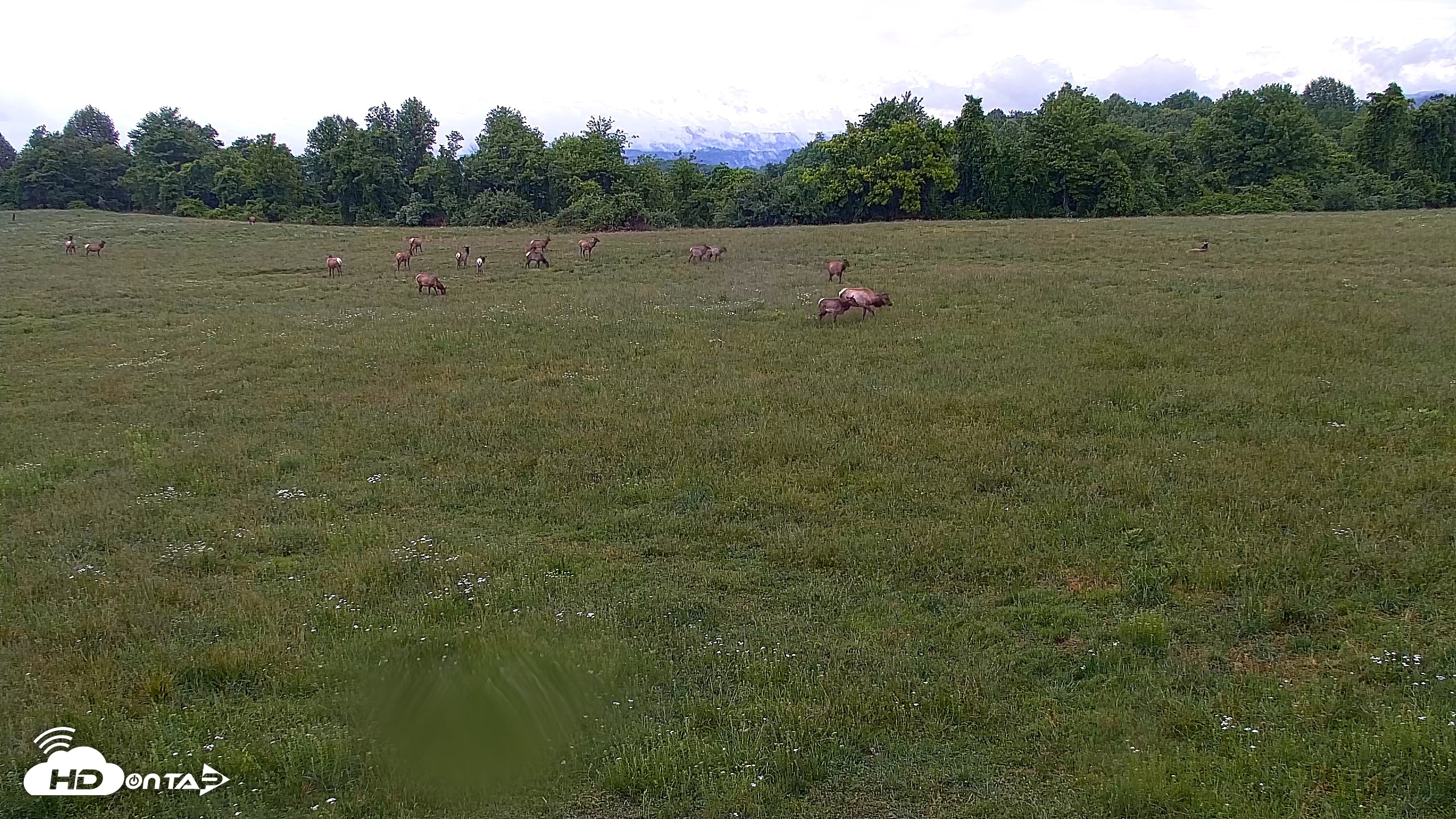 Snapshot of Tennessee Elk Live Webcam taken May 11, 2026, 10:21am EDT