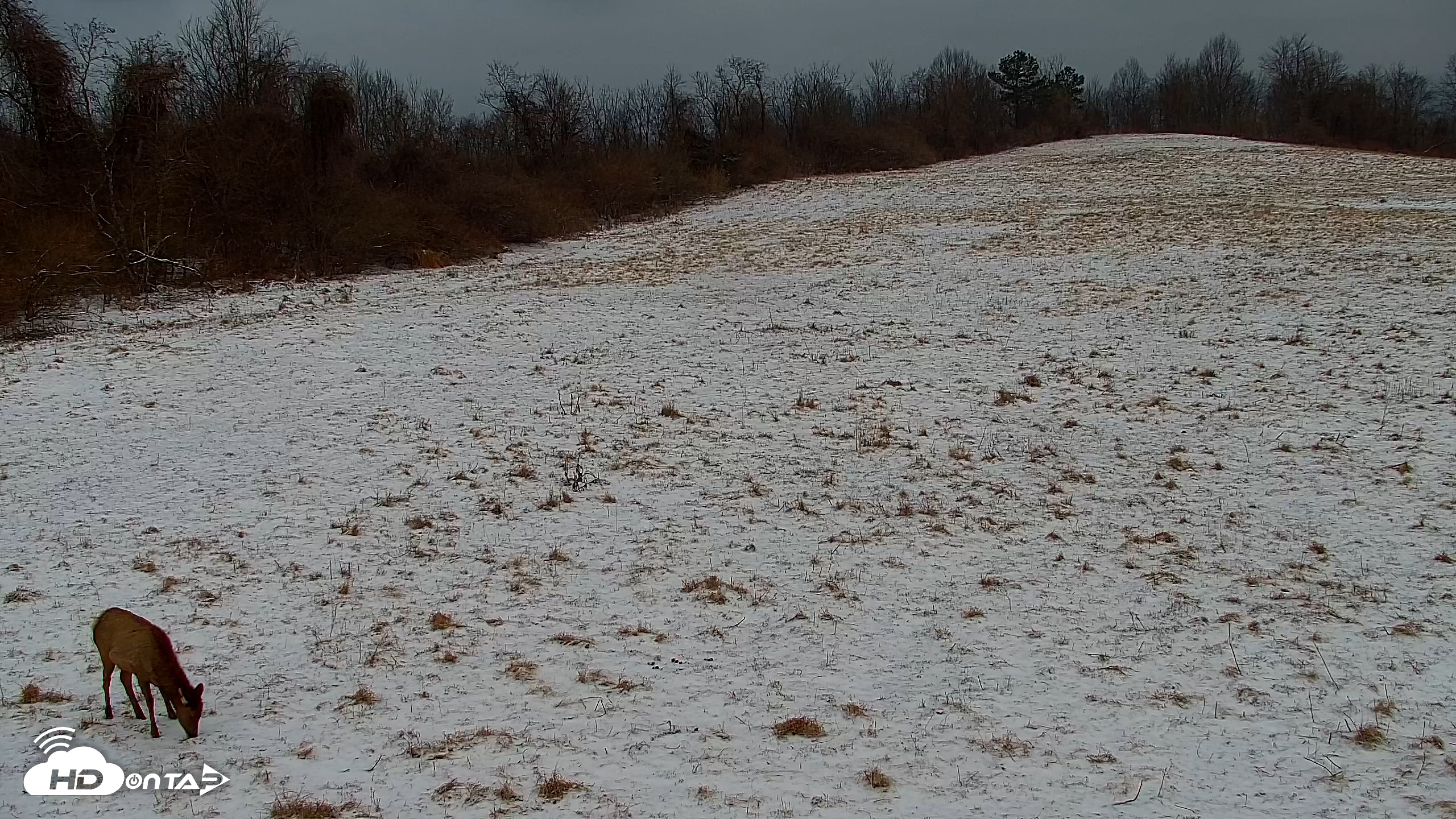 Snapshot of Tennessee Elk Live Webcam taken Feb 23, 2026, 7:22am EST