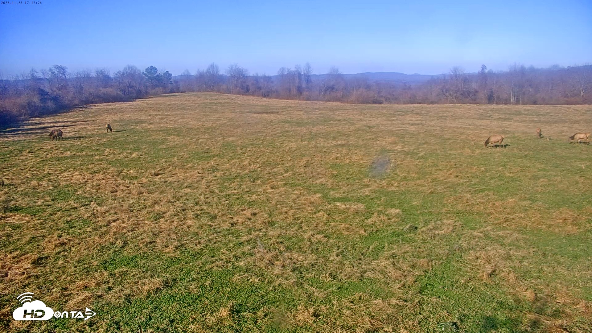 Snapshot of Tennessee Elk Live Webcam taken Nov 23, 2025, 2:53pm EST