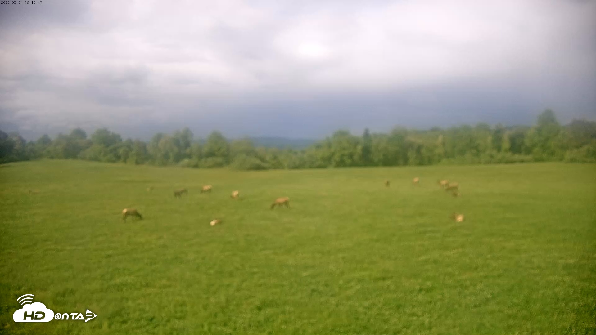 Snapshot of Tennessee Elk Cam taken May 4, 2025, 4:57pm EDT
