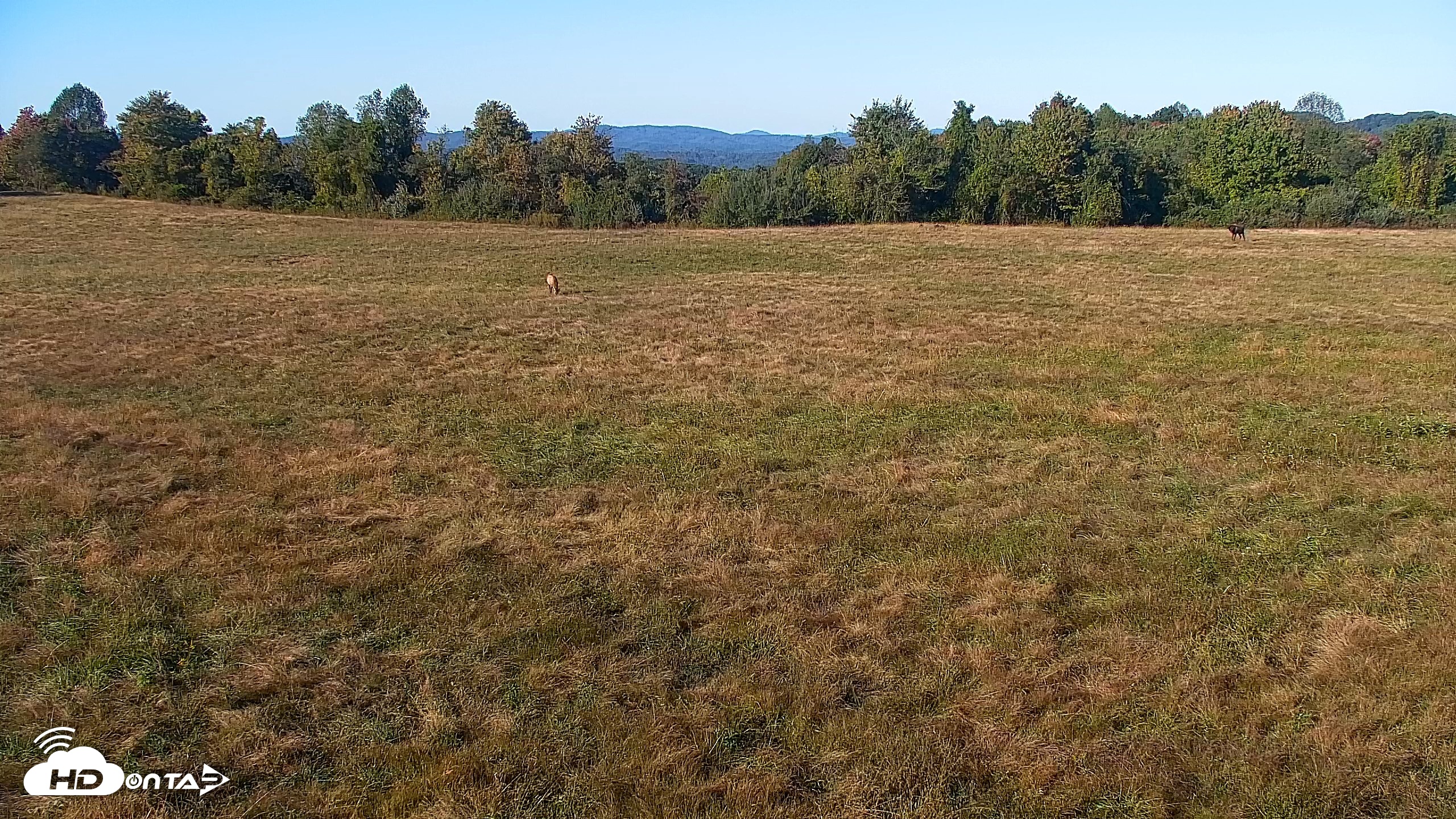 Snapshot of Tennessee Elk Live Webcam taken Oct 8, 2026, 5:19pm EDT