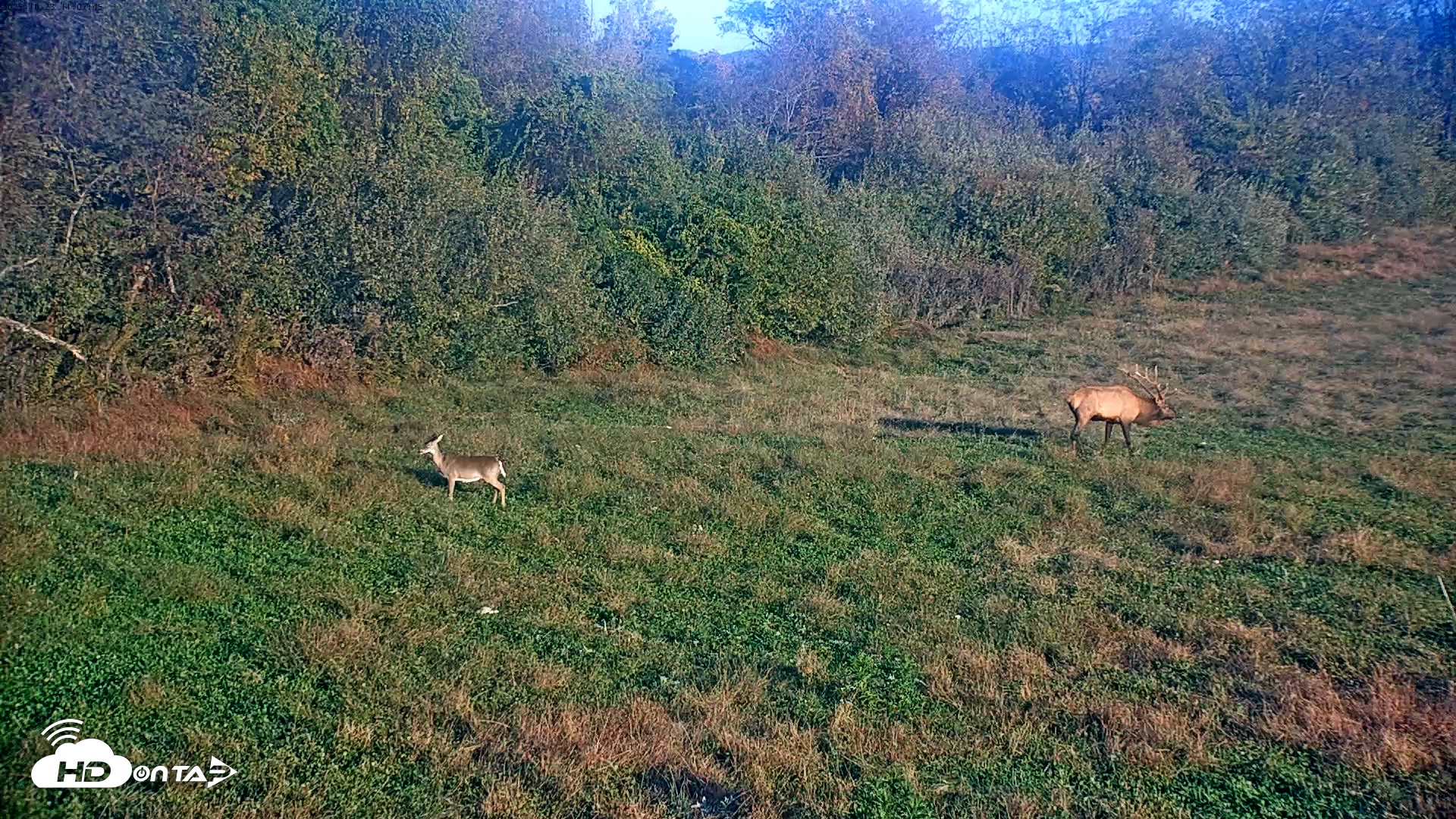 Snapshot of Tennessee Elk Live Webcam taken Oct 23, 2025, 8:44am EDT