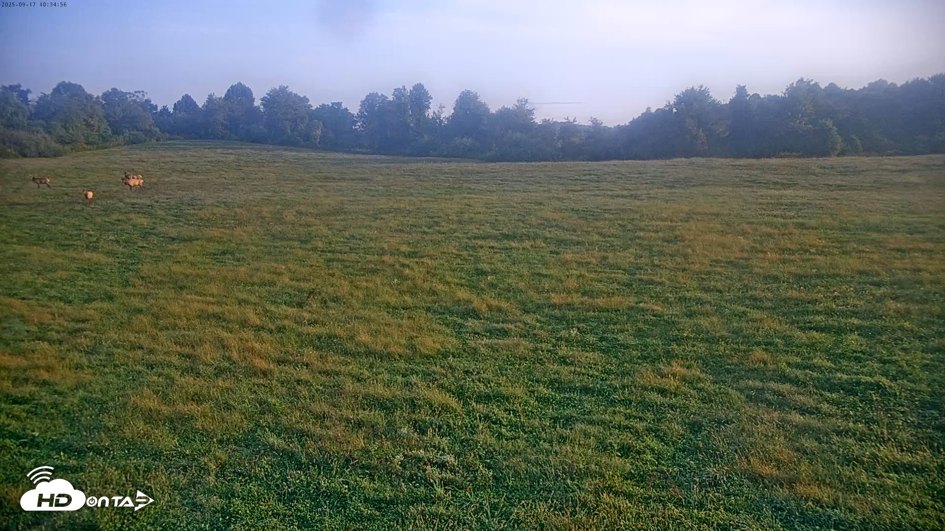 Snapshot of Tennessee Elk Live Webcam taken Sep 17, 2025, 8:10am EDT