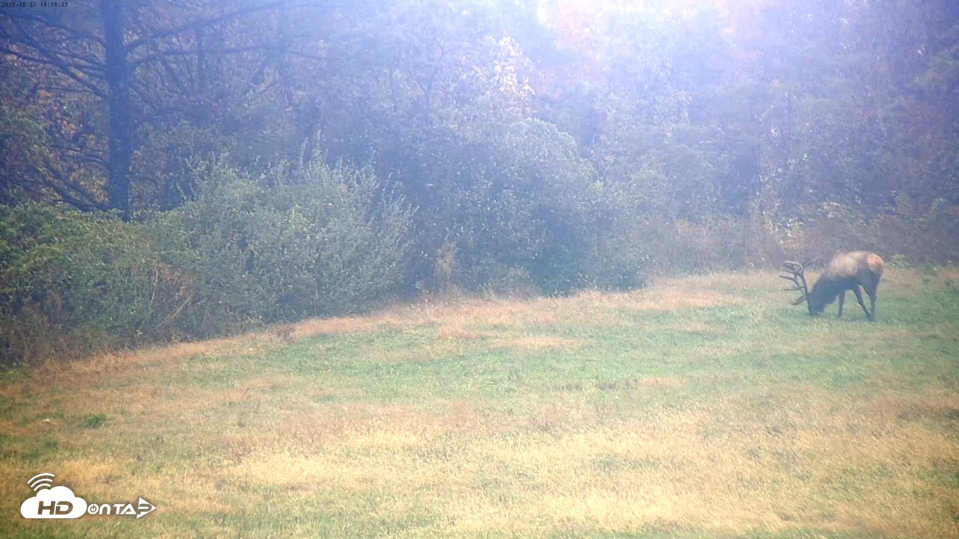 Snapshot of Tennessee Elk Live Webcam taken Oct 27, 2025, 12:14pm EDT