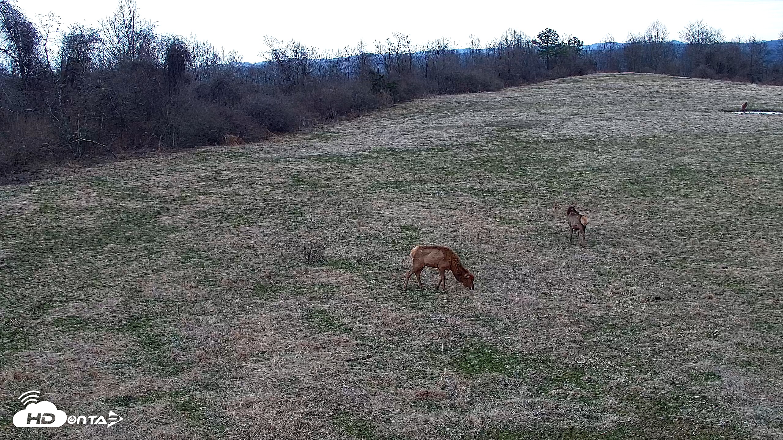 Snapshot of Tennessee Elk Live Webcam taken Feb 21, 2026, 8:35am EST