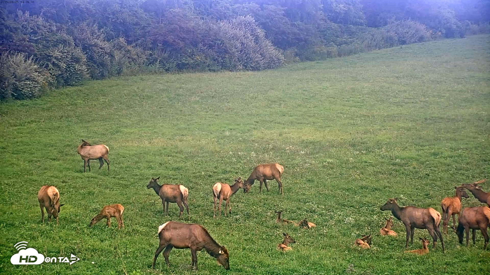 Snapshot of Tennessee Elk Live Webcam taken Aug 25, 2025, 12:03pm EDT