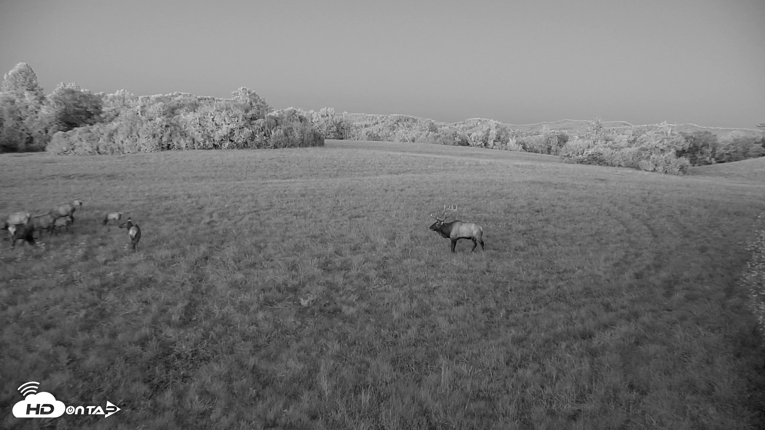 Snapshot of Tennessee Elk Live Webcam taken Oct 7, 2026, 7:36pm EDT
