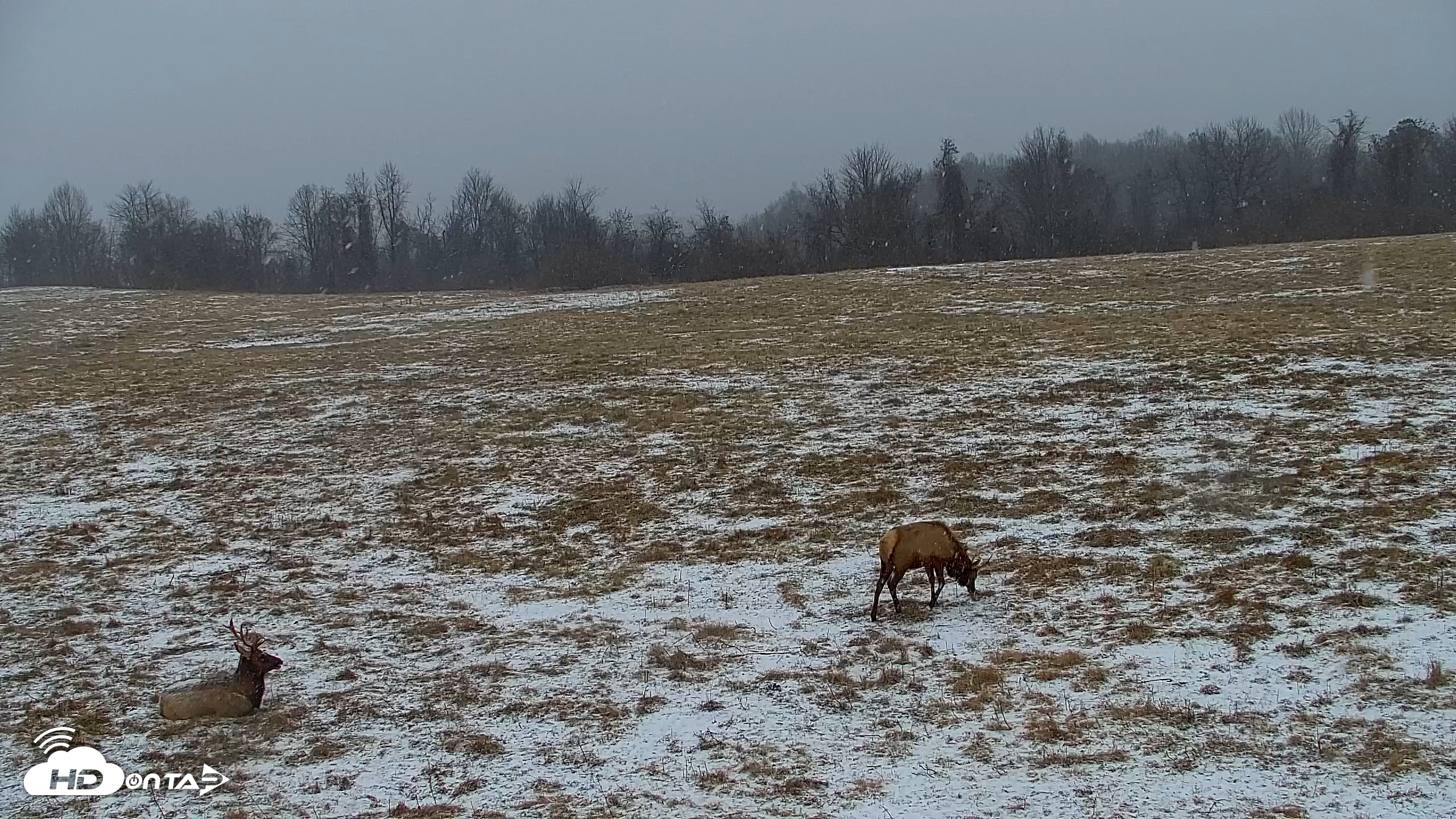 Snapshot of Tennessee Elk Live Webcam taken Jan 24, 2026, 3:45pm EST