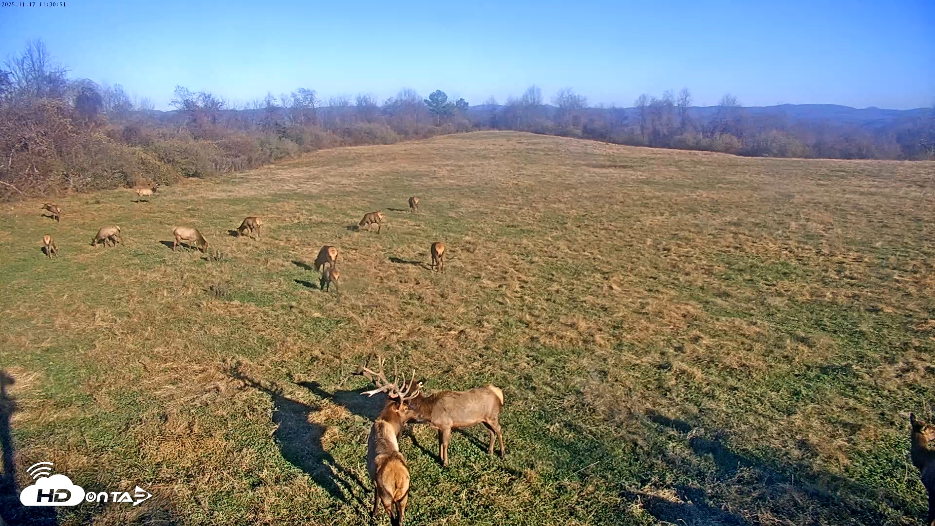 Snapshot of Tennessee Elk Live Webcam taken Nov 17, 2025, 9:07am EST