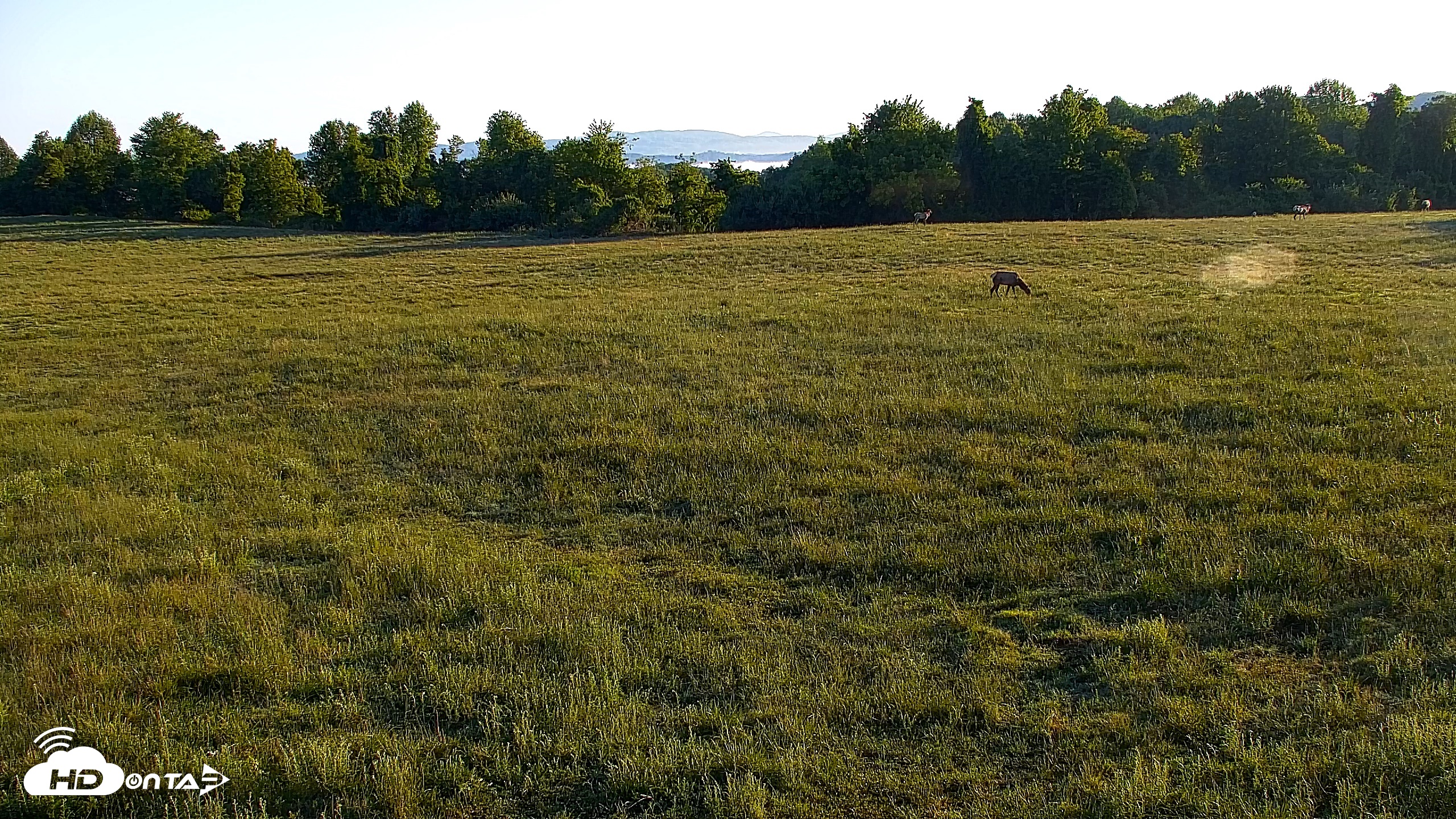 Snapshot of Tennessee Elk Live Webcam taken May 3, 2026, 7:35am EDT