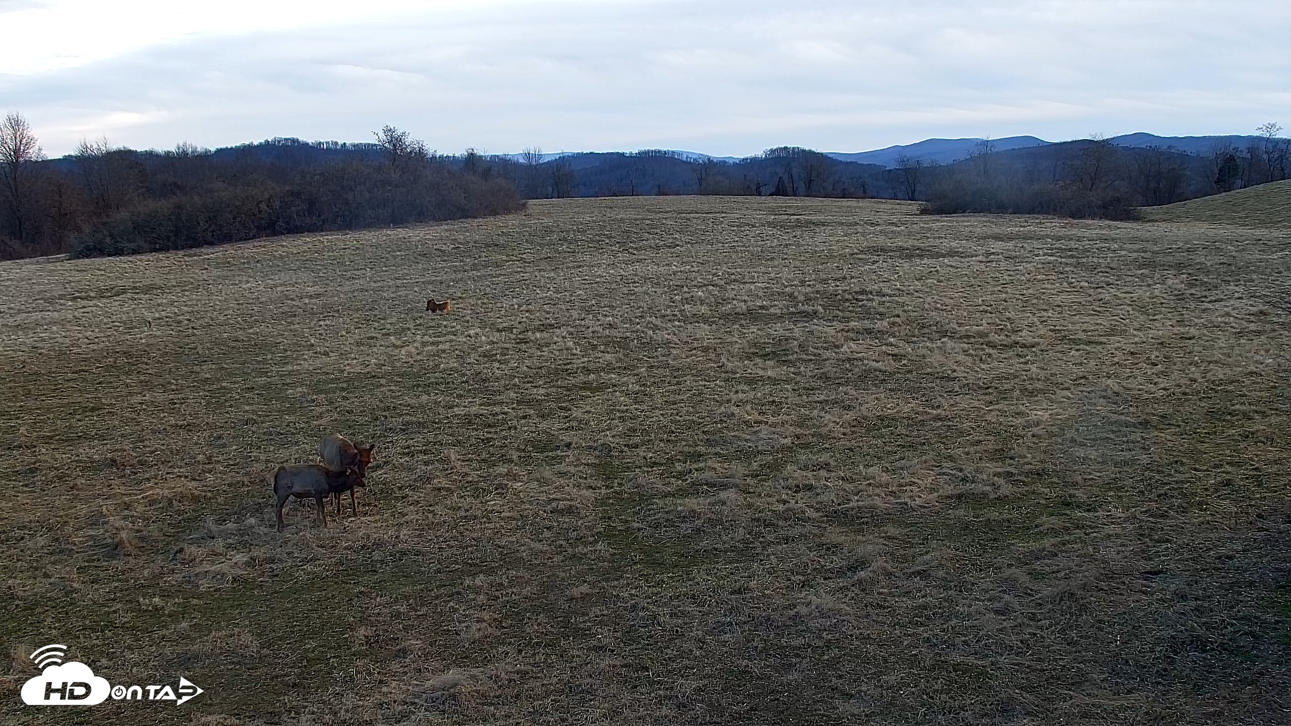 Snapshot of Tennessee Elk Live Webcam taken Jan 18, 2026, 9:23am EST