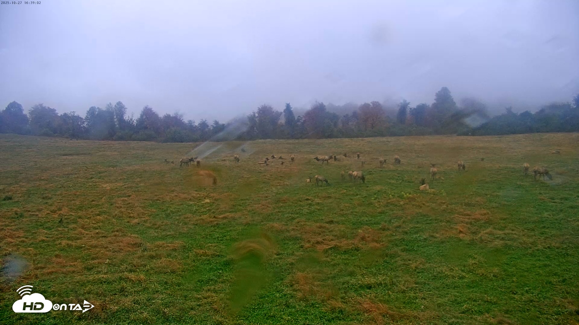 Snapshot of Tennessee Elk Live Webcam taken Oct 27, 2025, 2:15pm EDT