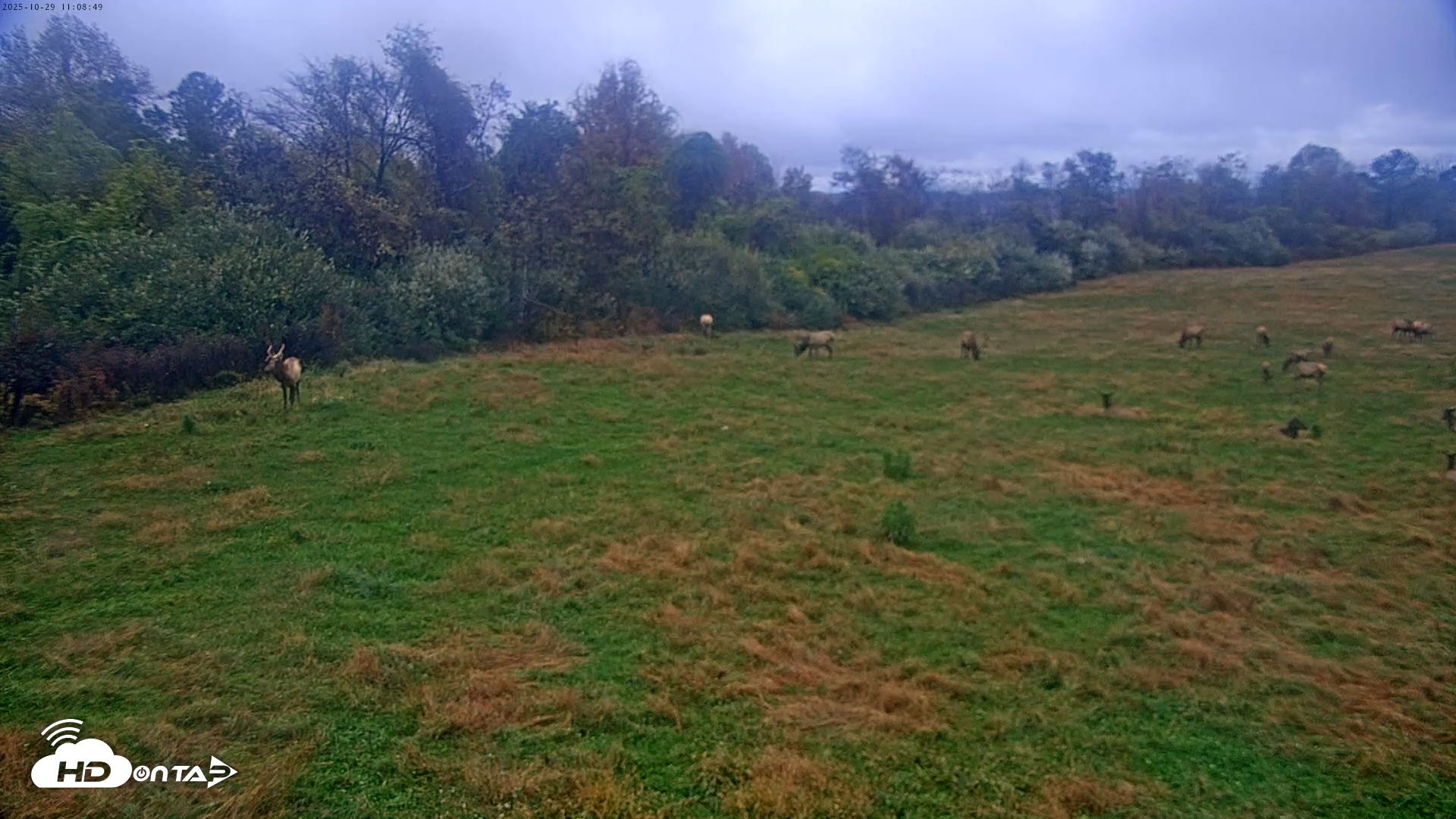 Snapshot of Tennessee Elk Live Webcam taken Oct 29, 2025, 8:44am EDT