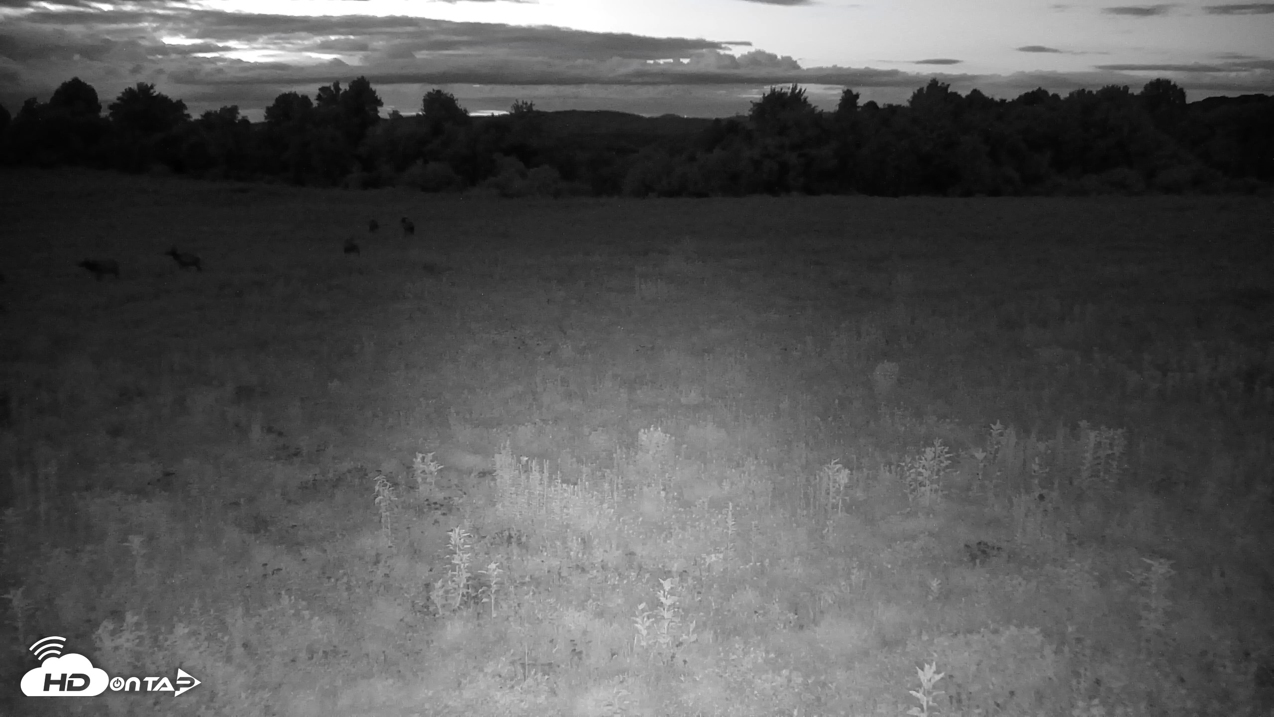 Snapshot of Tennessee Elk Live Webcam taken Aug 2, 2026, 9:22pm EDT