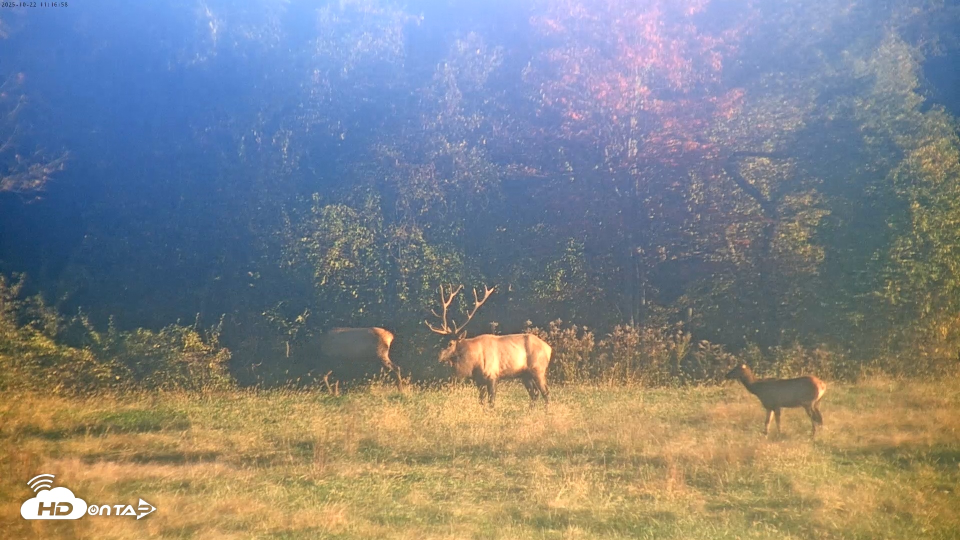 Snapshot of Tennessee Elk Live Webcam taken Oct 22, 2025, 8:53am EDT