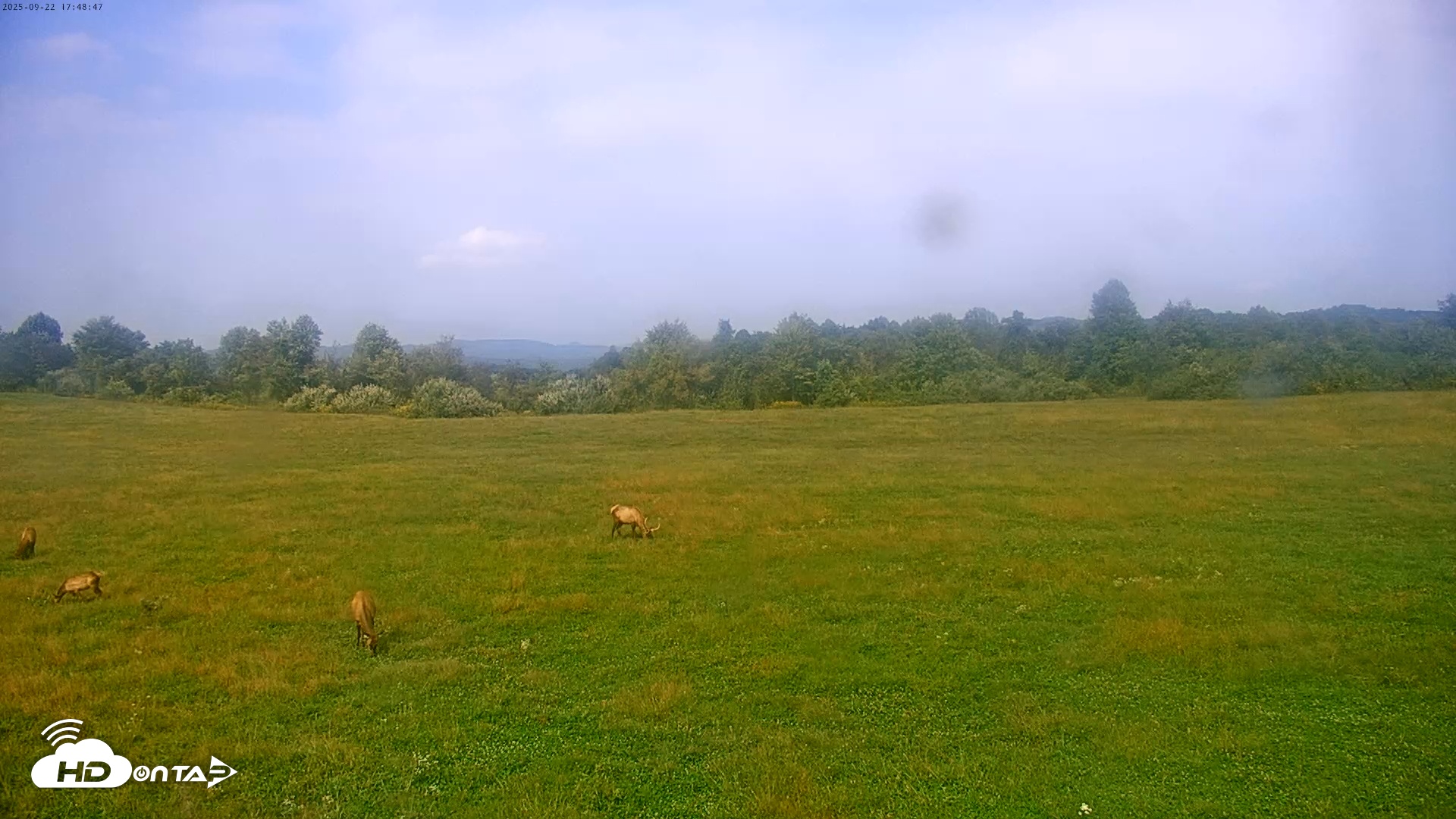 Snapshot of Tennessee Elk Live Webcam taken Sep 22, 2025, 3:25pm EDT