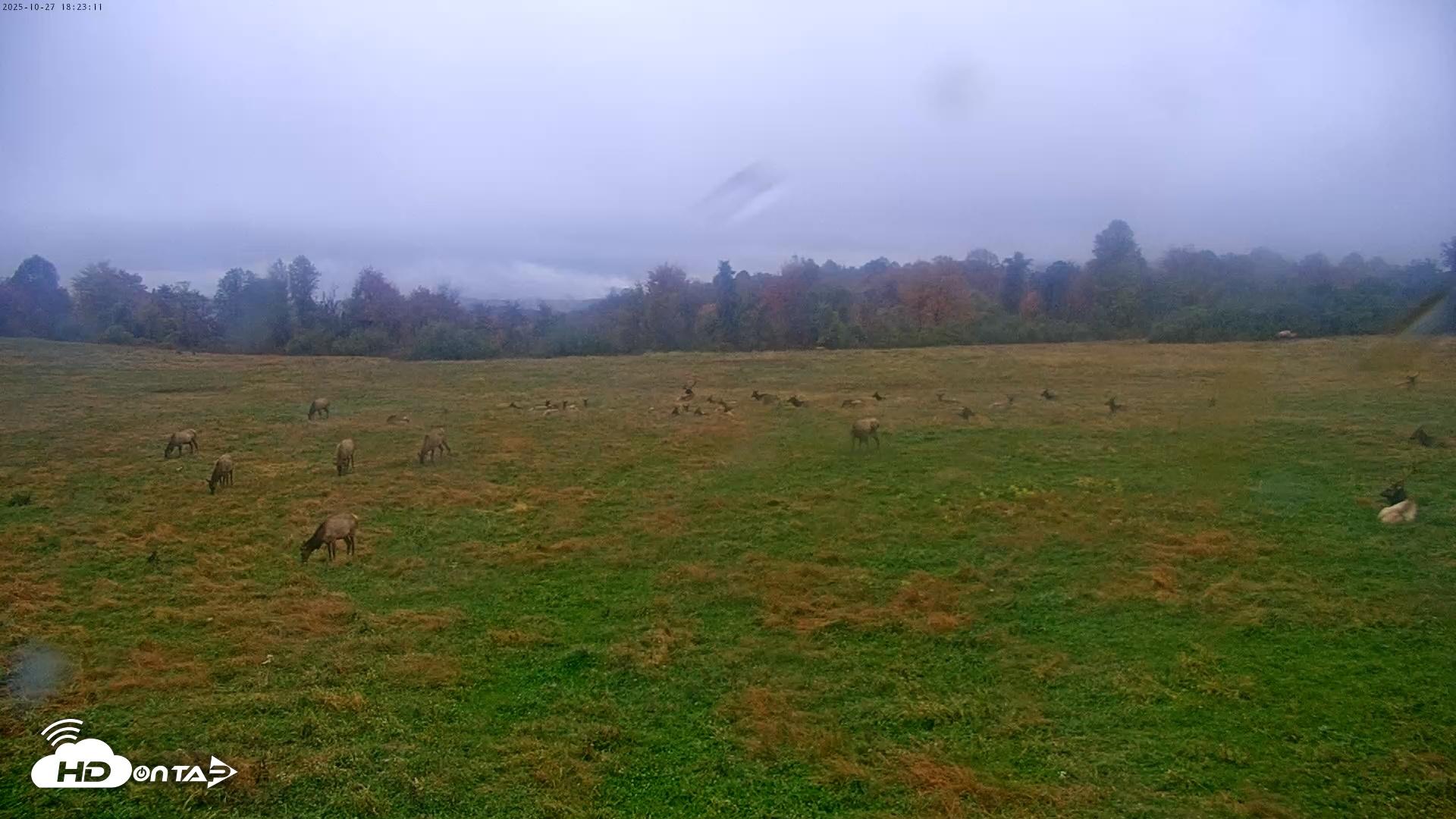 Snapshot of Tennessee Elk Live Webcam taken Oct 27, 2025, 4:02pm EDT