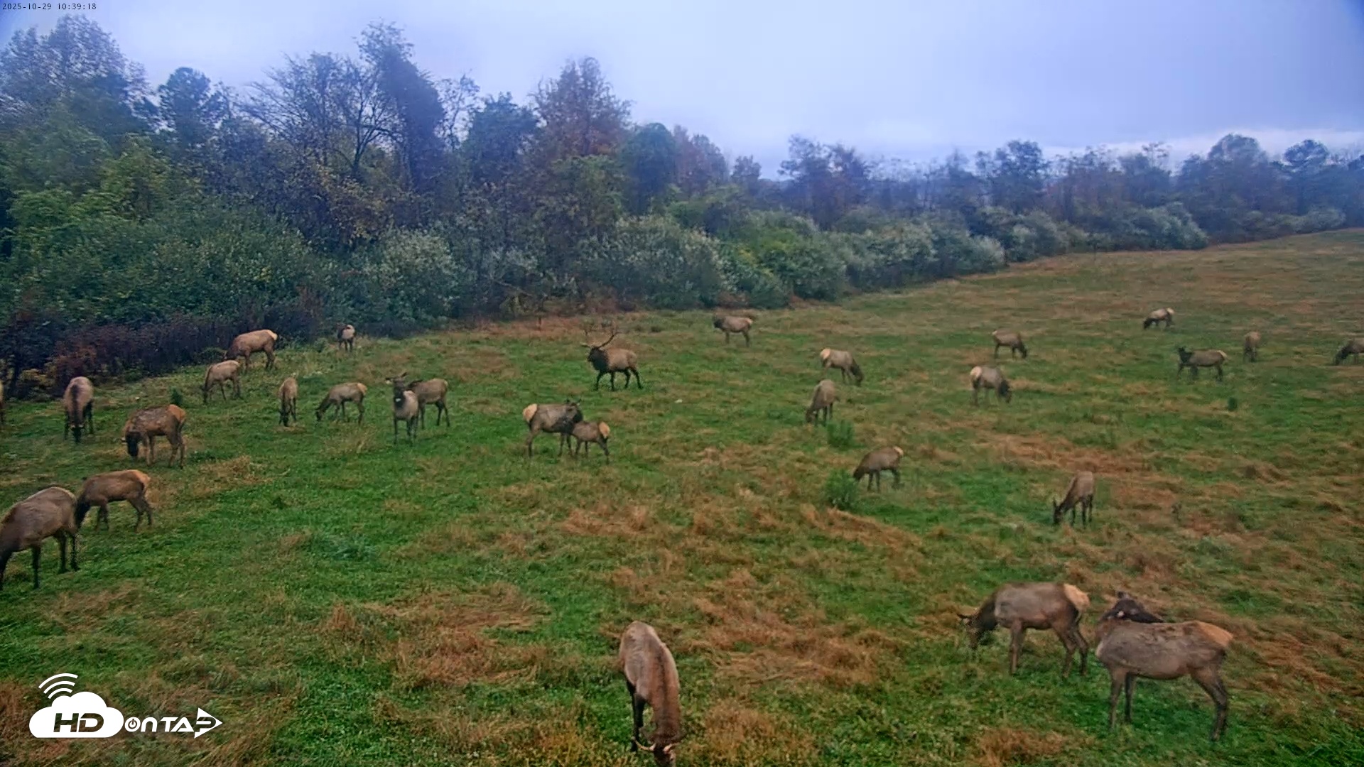 Snapshot of Tennessee Elk Live Webcam taken Oct 29, 2025, 8:15am EDT