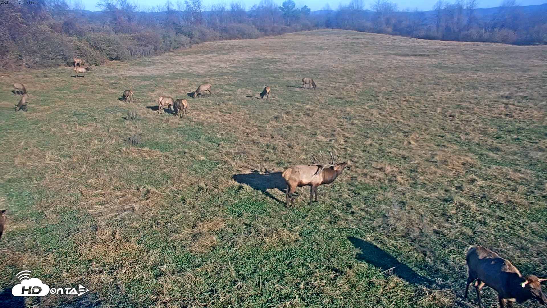 Snapshot of Tennessee Elk Live Webcam taken Nov 17, 2025, 9:12am EST