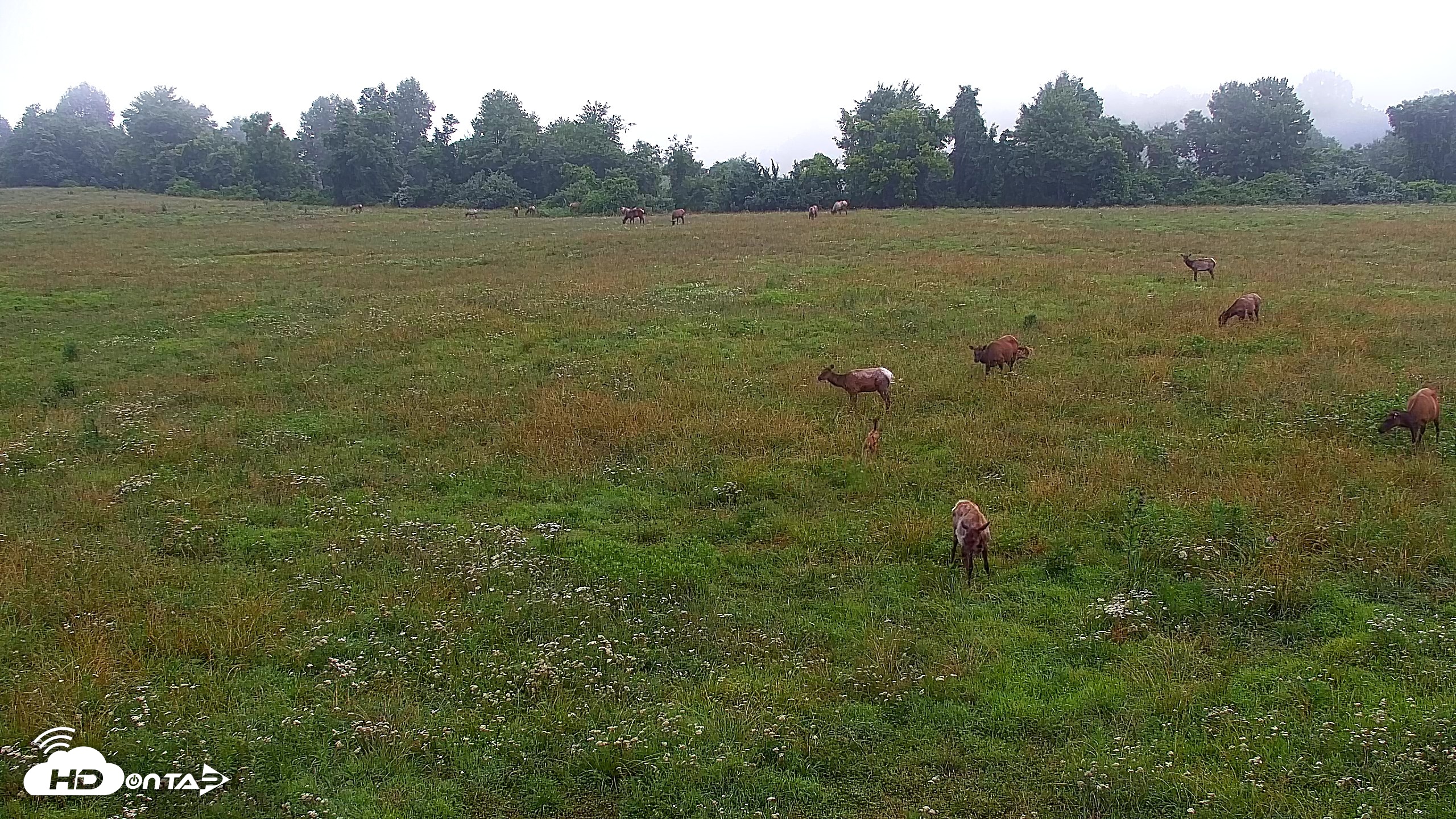 Snapshot of Tennessee Elk Live Webcam taken Jun 19, 2026, 7:12am EDT