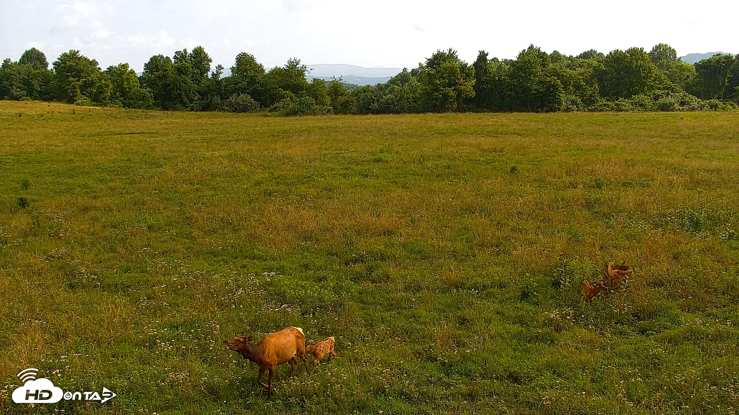 Snapshot of Tennessee Elk Live Webcam taken Jun 29, 2026, 9:56am EDT