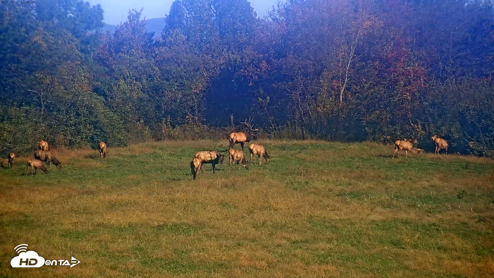 Snapshot of Tennessee Elk Live Webcam taken Oct 22, 2025, 10:24am EDT
