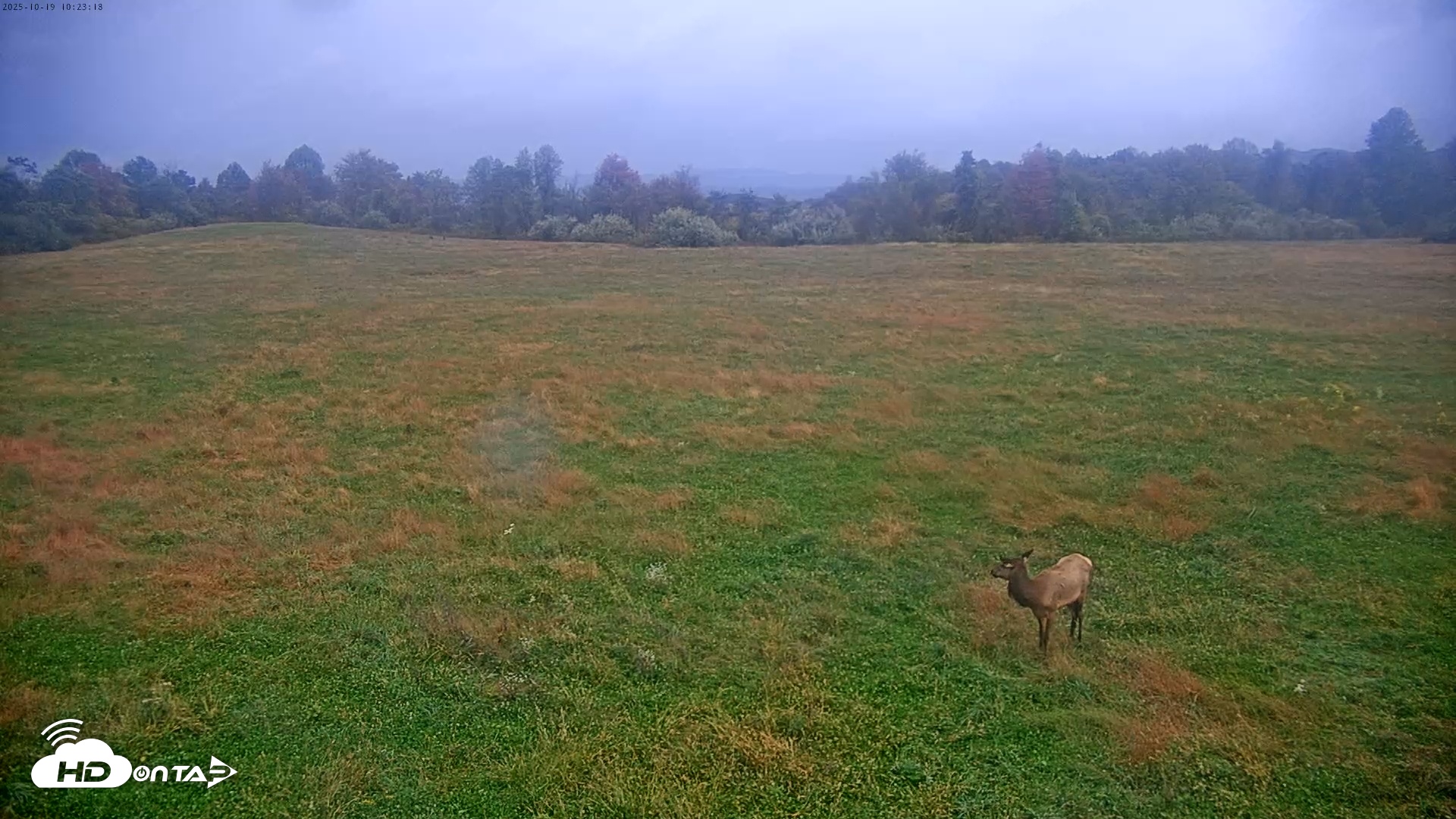 Snapshot of Tennessee Elk Live Webcam taken Oct 19, 2025, 7:59am EDT