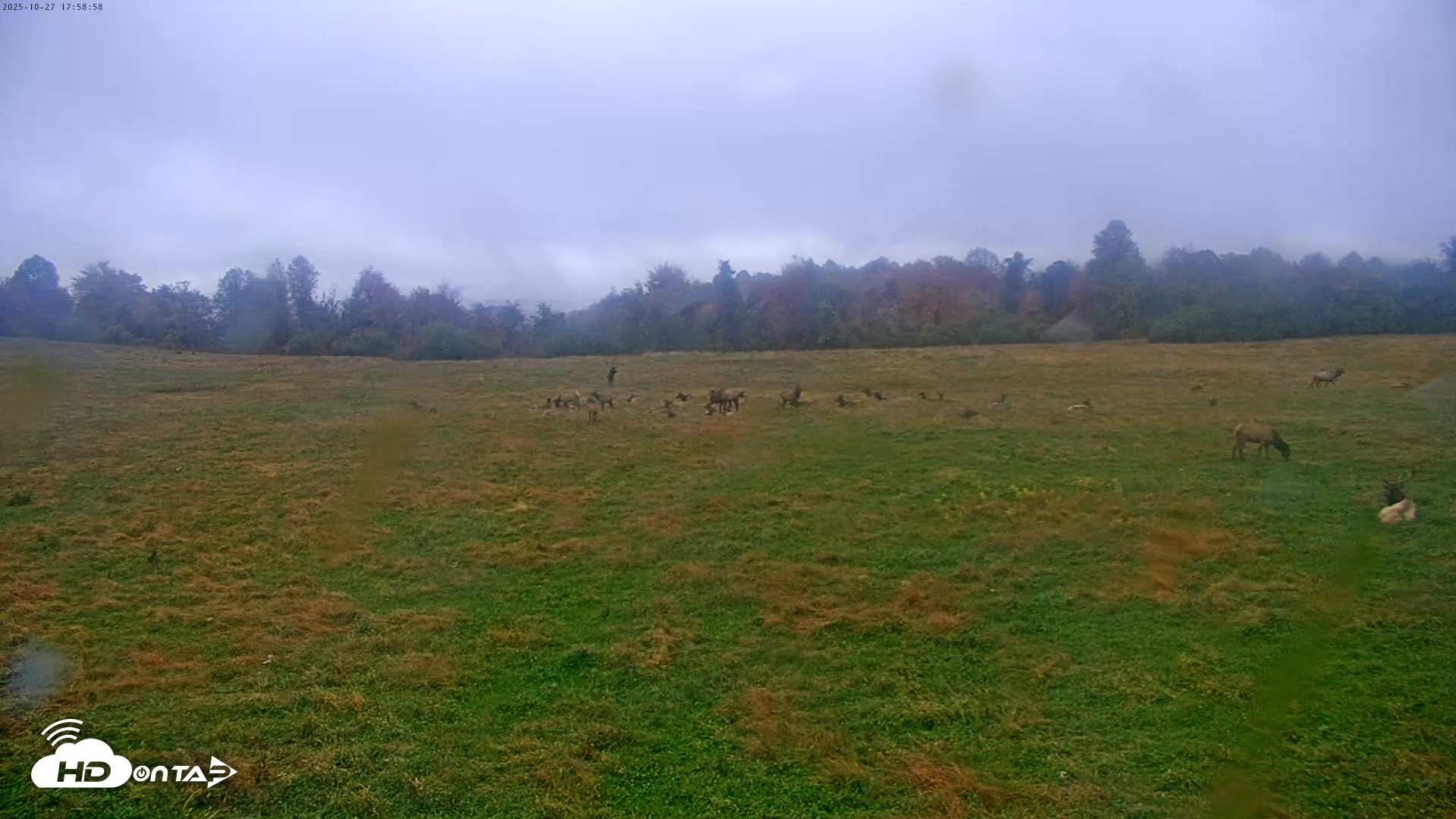 Snapshot of Tennessee Elk Live Webcam taken Oct 27, 2025, 3:35pm EDT