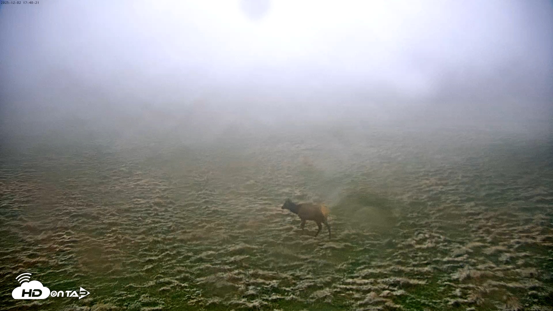 Snapshot of Tennessee Elk Live Webcam taken Dec 2, 2025, 3:16pm EST