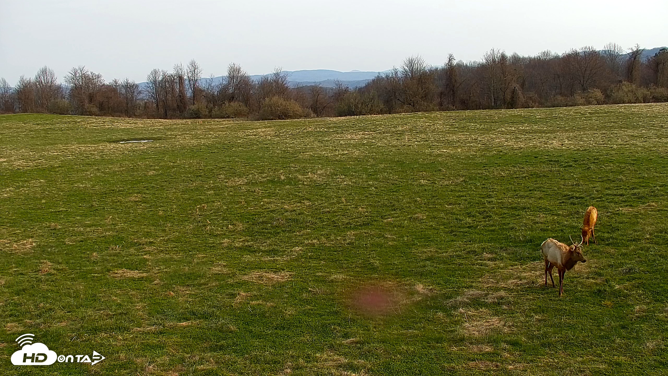 Snapshot of Tennessee Elk Live Webcam taken Mar 21, 2026, 9:30am EDT
