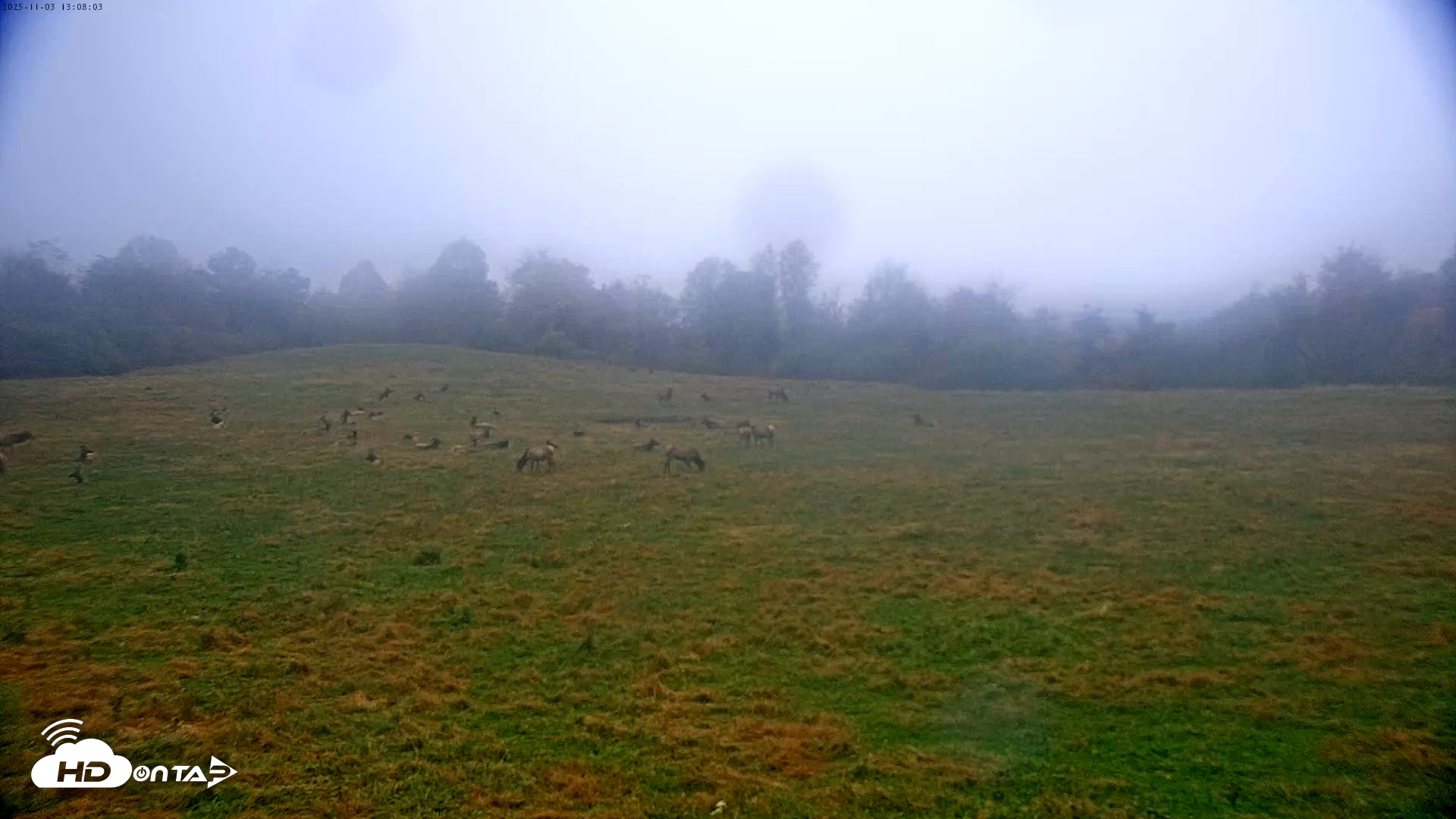 Snapshot of Tennessee Elk Live Webcam taken Nov 3, 2025, 10:44am EST