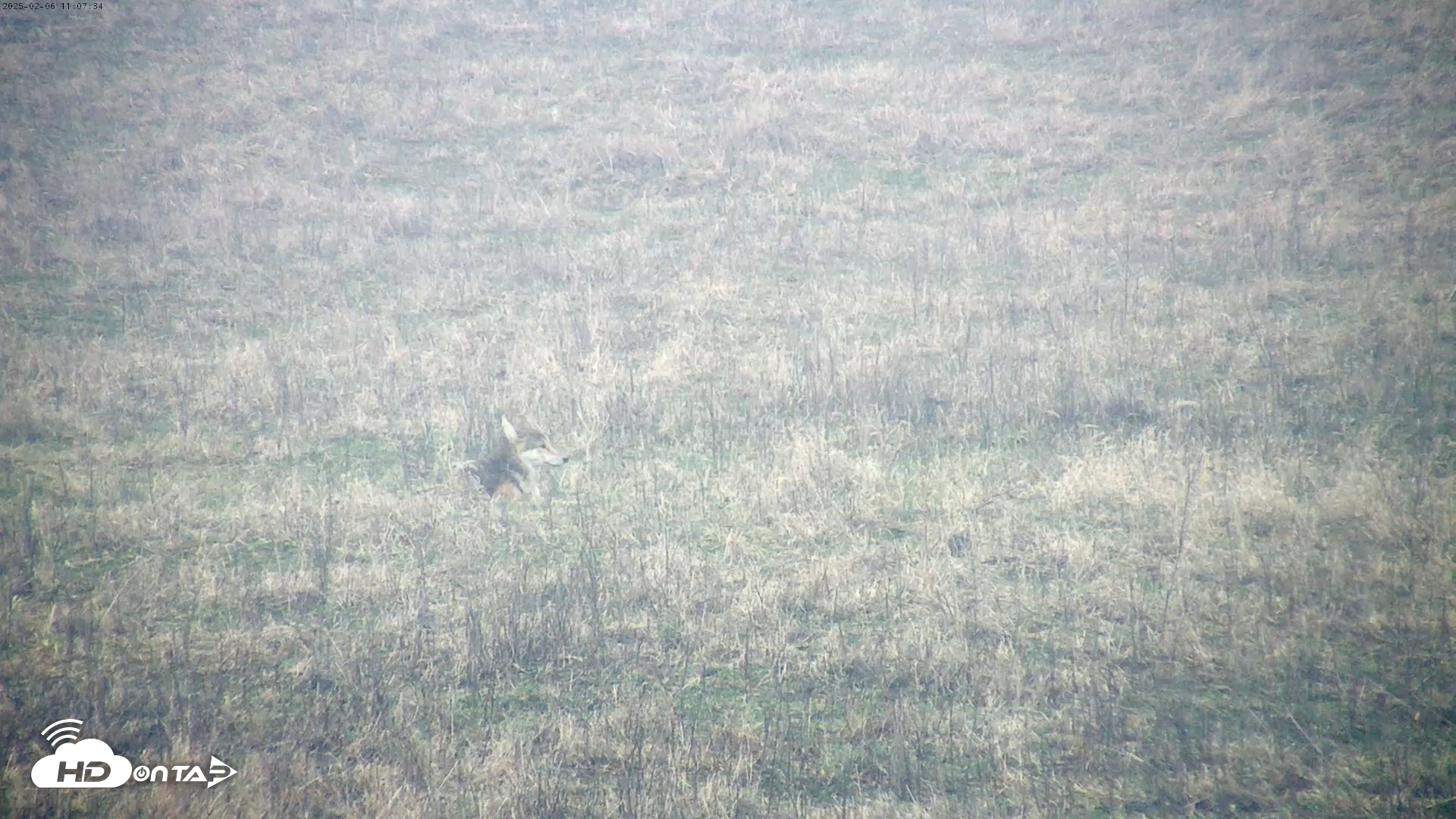 Snapshot of Tennessee Elk Live Webcam taken Feb 6, 2025, 8:55am EST