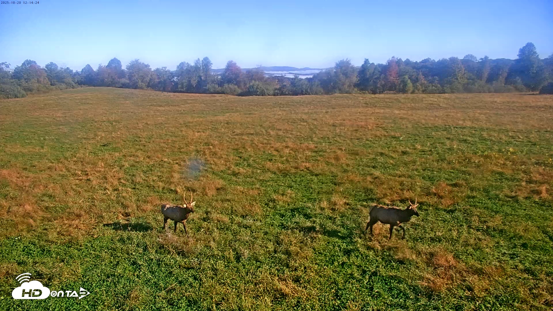 Snapshot of Tennessee Elk Live Webcam taken Oct 20, 2025, 9:50am EDT