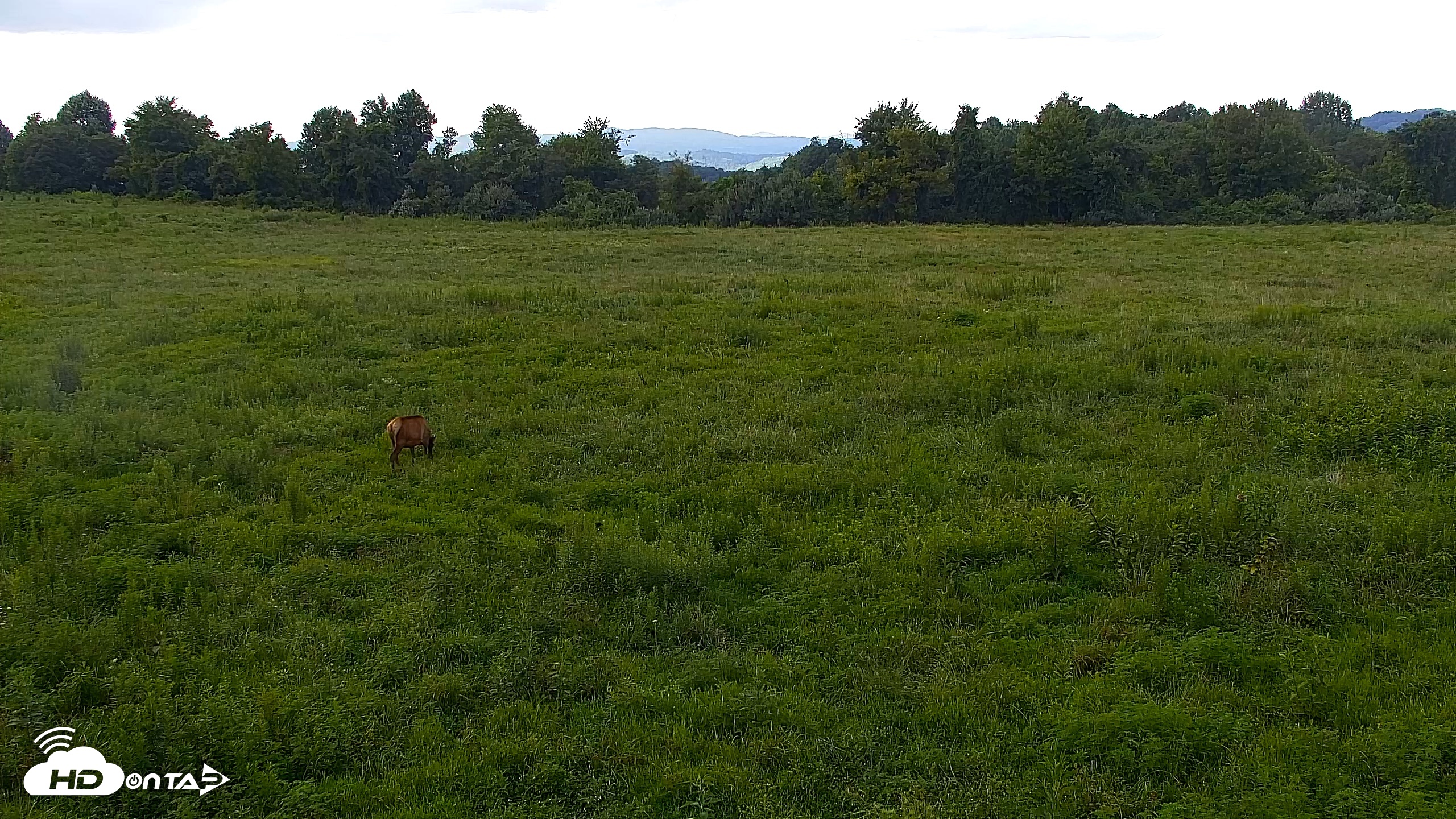Snapshot of Tennessee Elk Live Webcam taken Aug 6, 2026, 5:29pm EDT