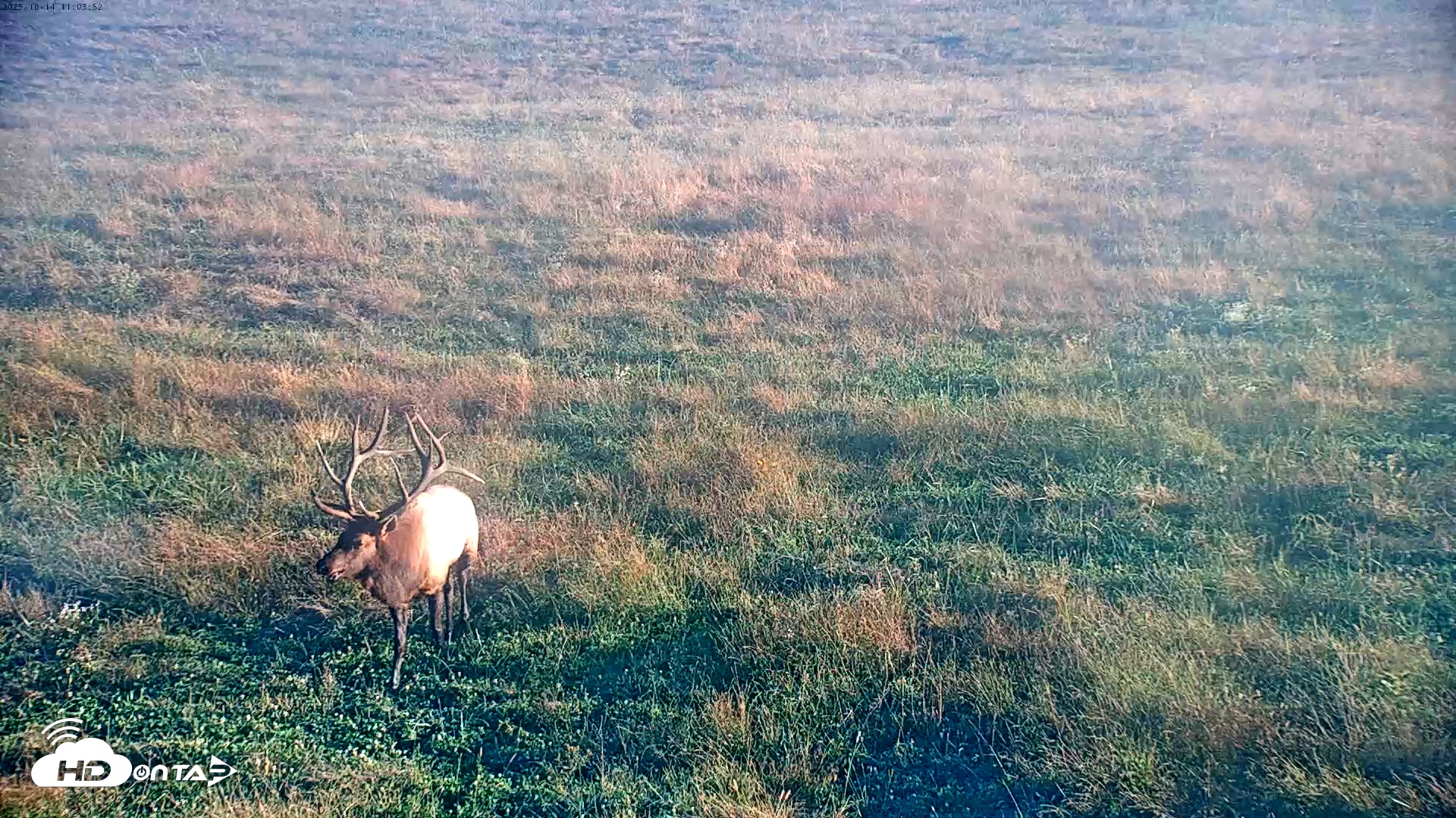 Snapshot of Tennessee Elk Live Webcam taken Oct 14, 2025, 8:39am EDT