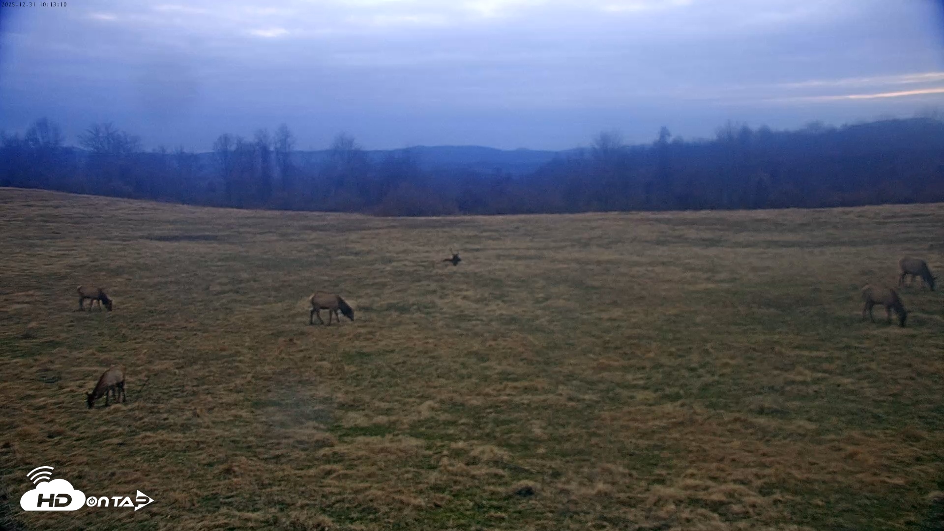 Snapshot of Tennessee Elk Live Webcam taken Dec 31, 2025, 7:49am EST