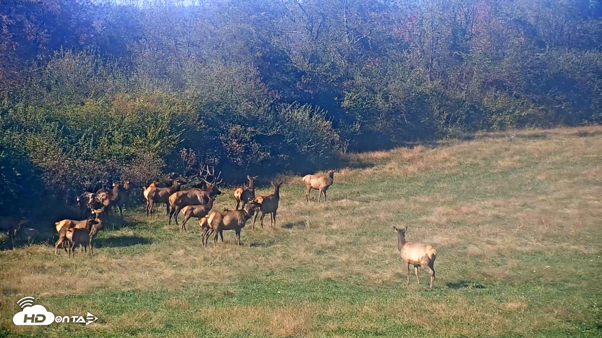 Snapshot of Tennessee Elk Live Webcam taken Oct 23, 2025, 3:11pm EDT