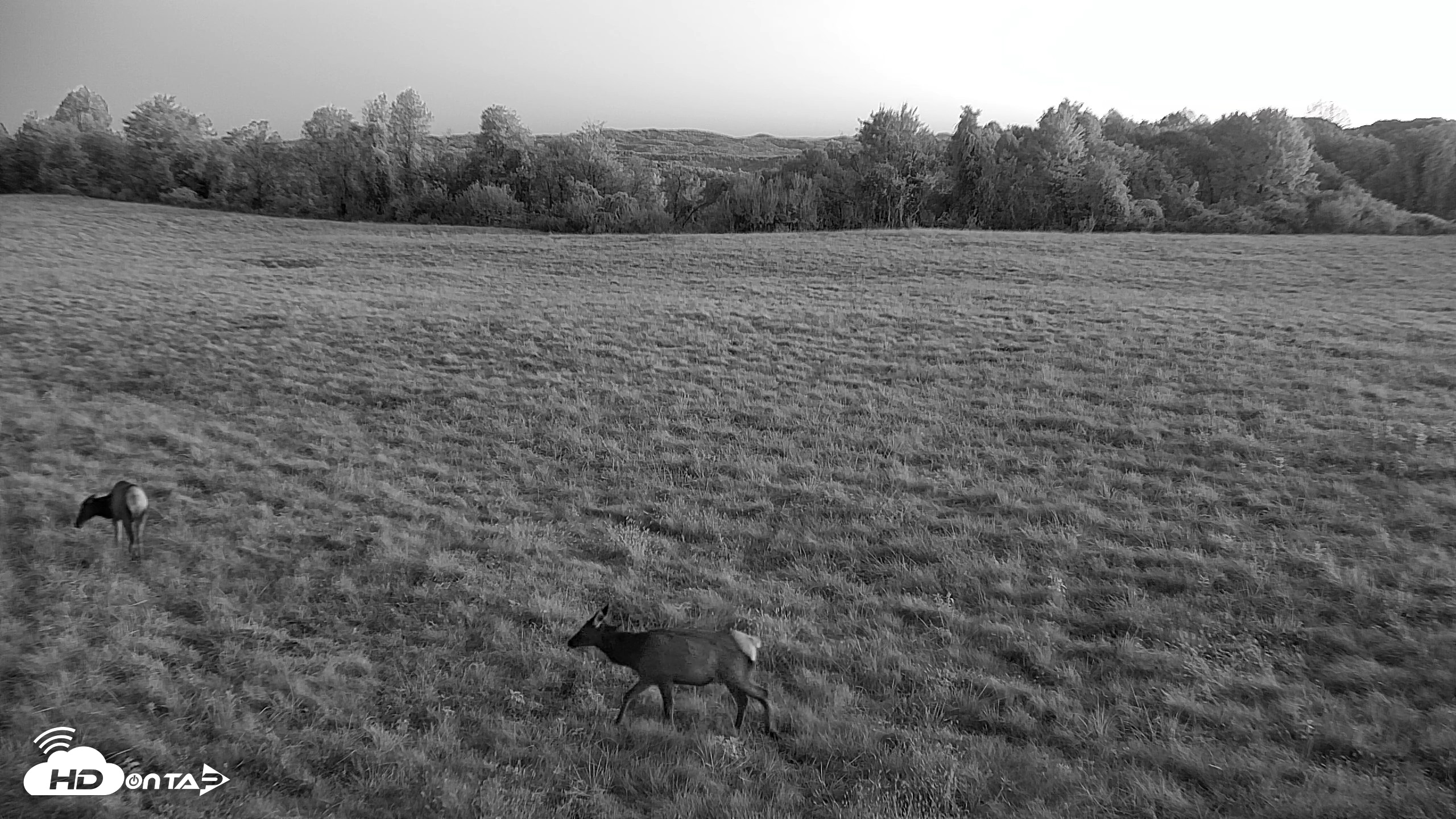 Snapshot of Tennessee Elk Live Webcam taken Oct 22, 2026, 7:32am EDT