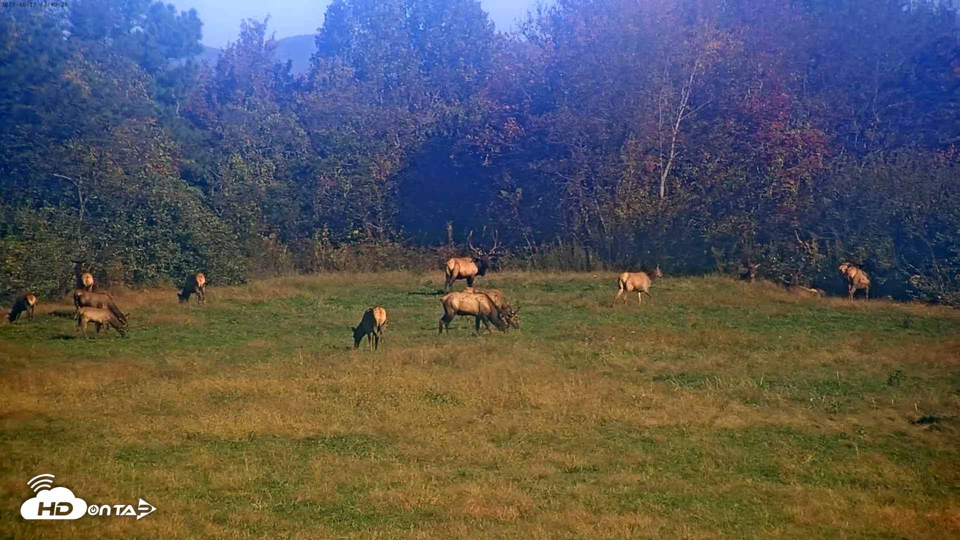 Snapshot of Tennessee Elk Live Webcam taken Oct 22, 2025, 10:25am EDT