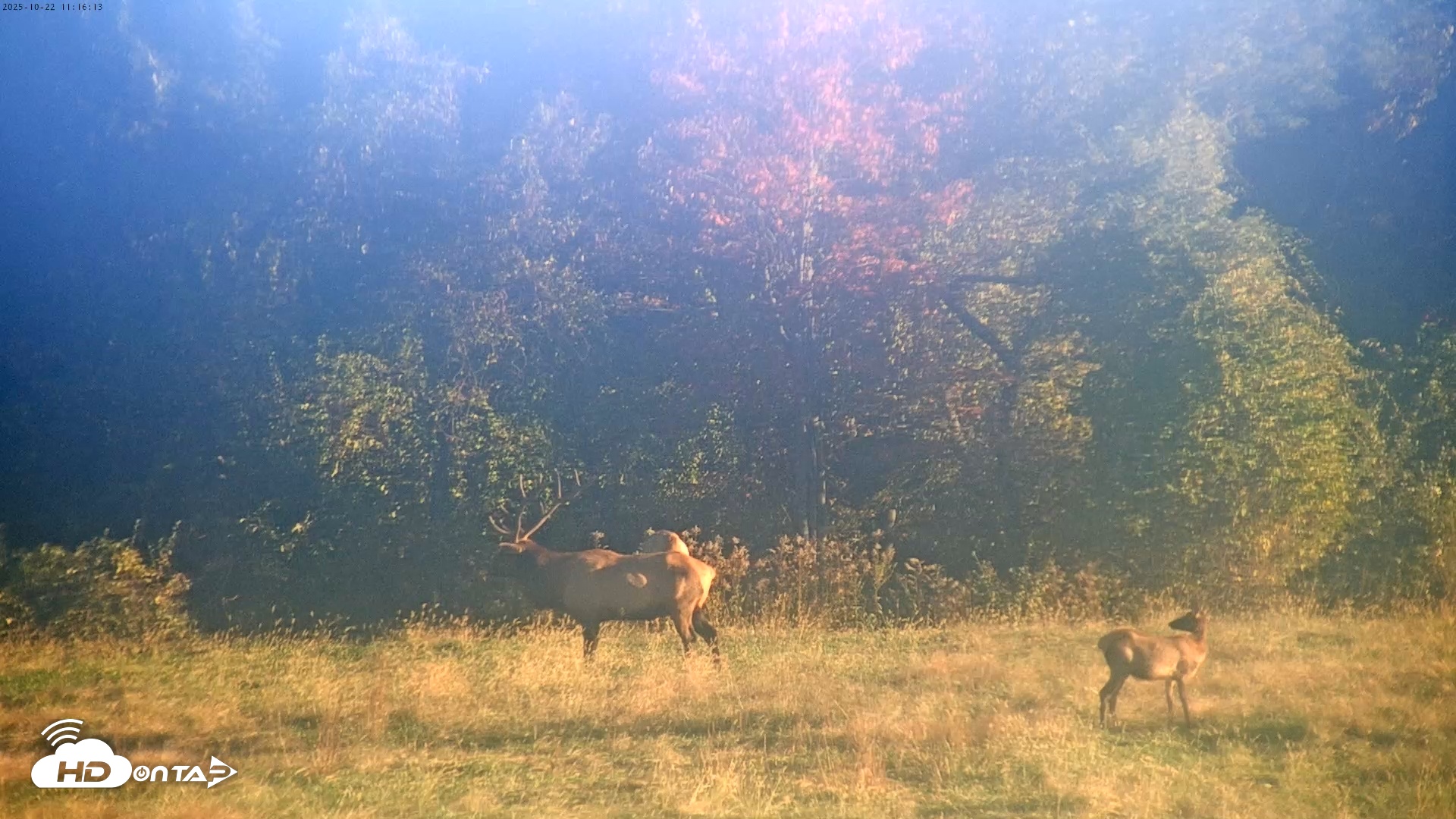 Snapshot of Tennessee Elk Live Webcam taken Oct 22, 2025, 8:52am EDT