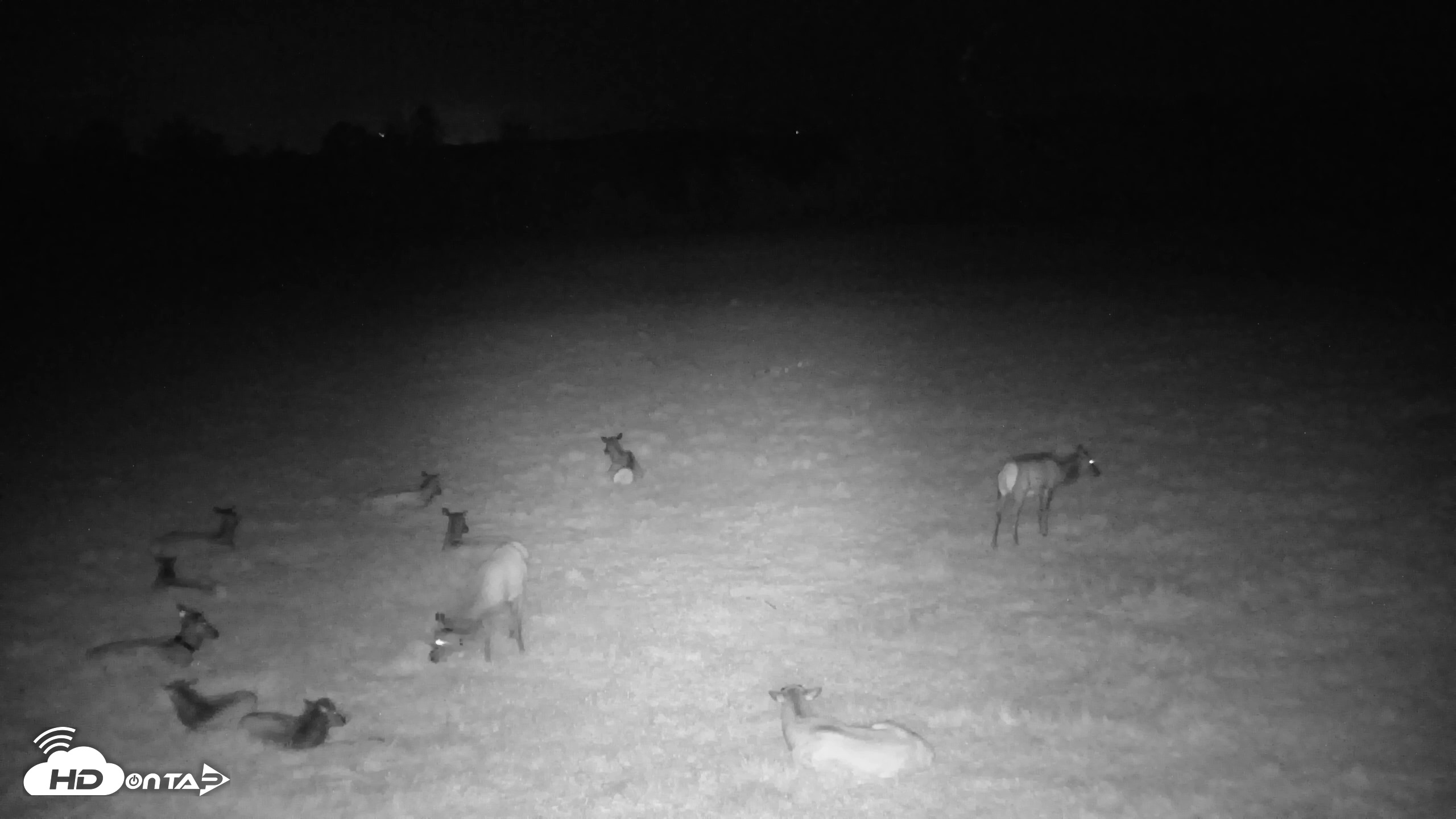 Snapshot of Tennessee Elk Live Webcam taken Apr 14, 2026, 3:16am EDT