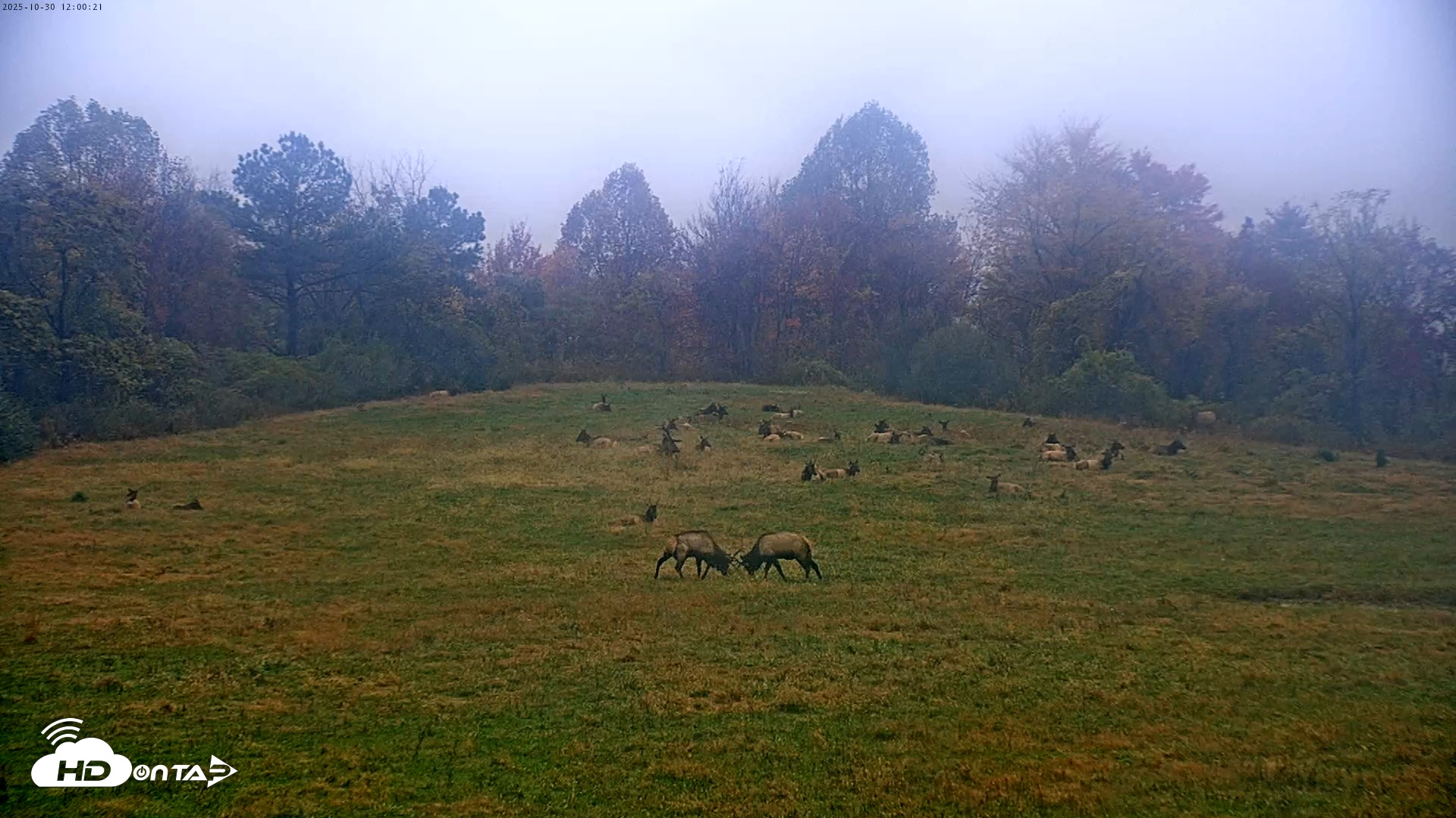 Snapshot of Tennessee Elk Live Webcam taken Oct 30, 2025, 9:36am EDT