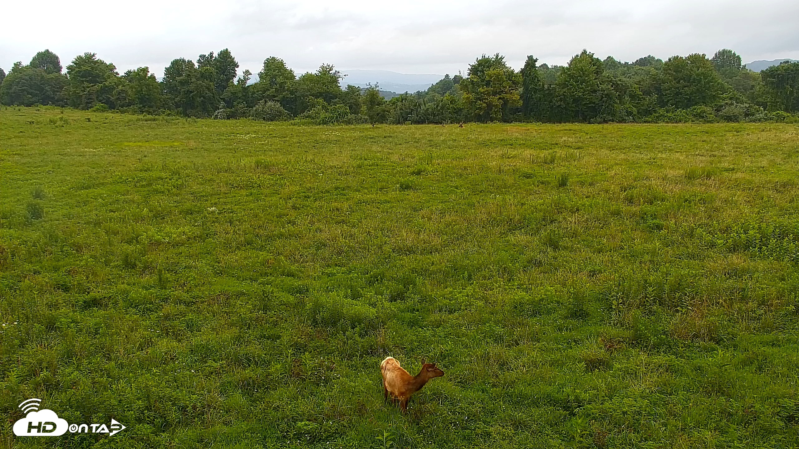 Snapshot of Tennessee Elk Live Webcam taken Jul 26, 2026, 8:08am EDT